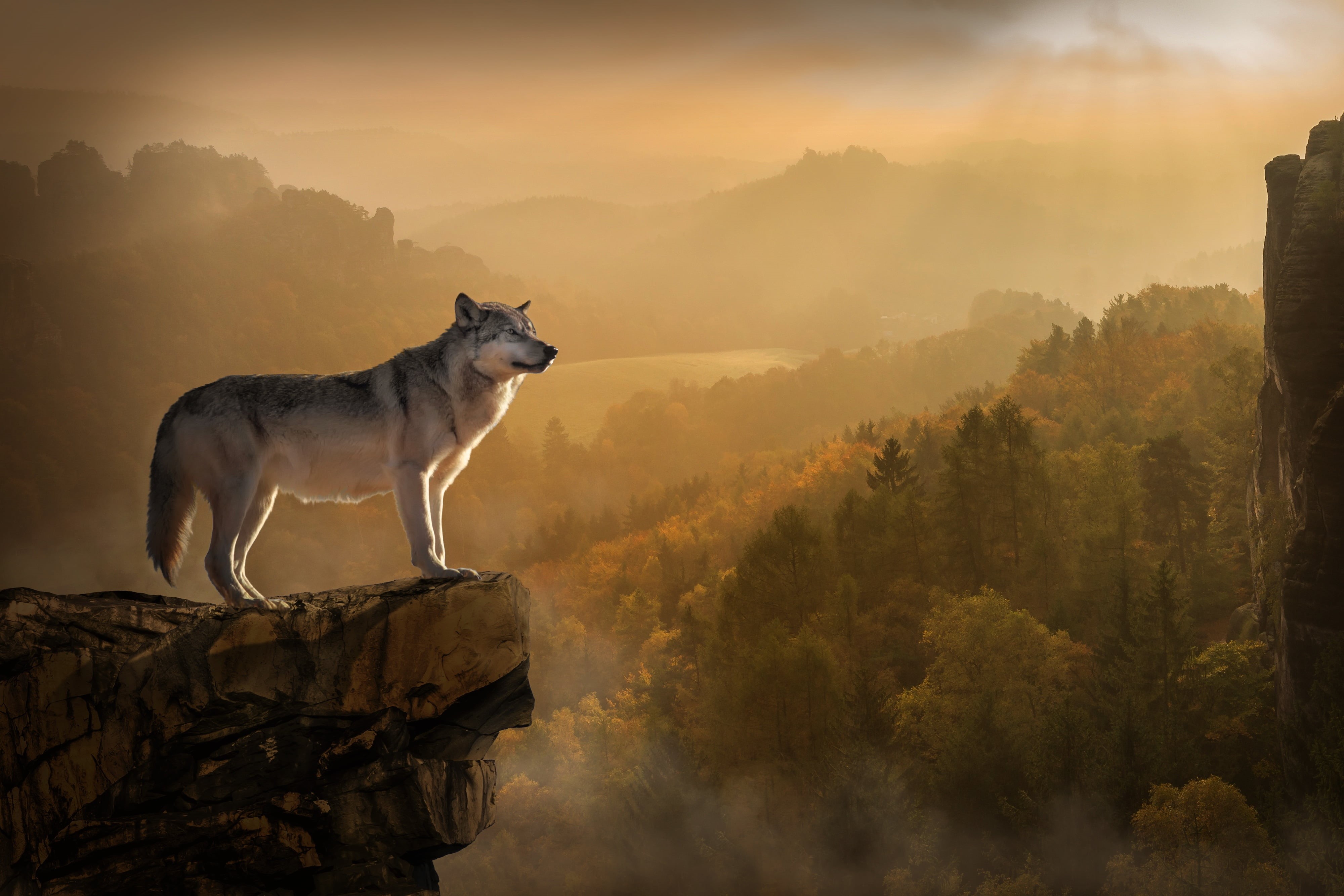 travel, animal themes, mammal, beauty In Nature, summer, precipice, rock - Object, forest, sky, mountain Peak, animals In The Wild, dog, vertebrate, pets, HD Wallpaper