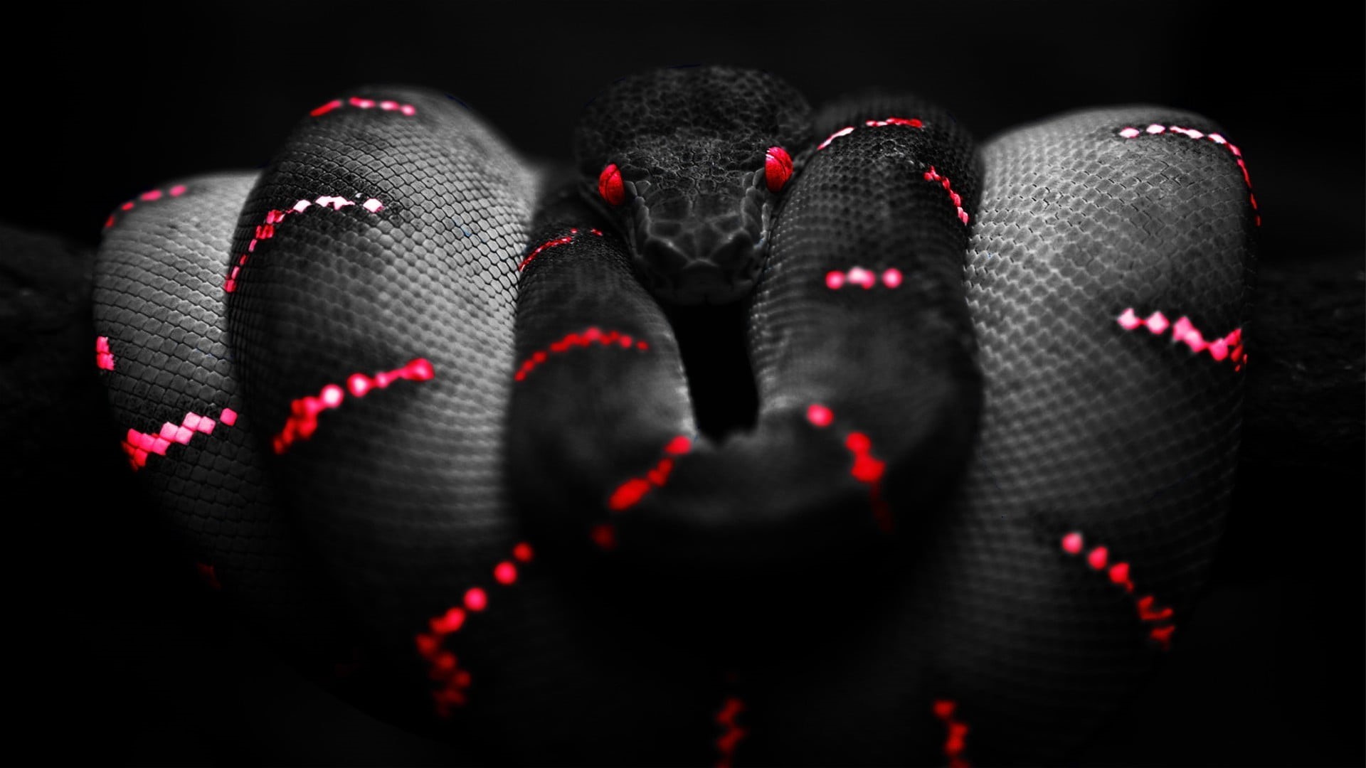 textile, garment, fashion, red, studio shot, animals, black background, reptiles, python, embroidery, black, black color, selective focus, indoors, clothing, HD Wallpaper
