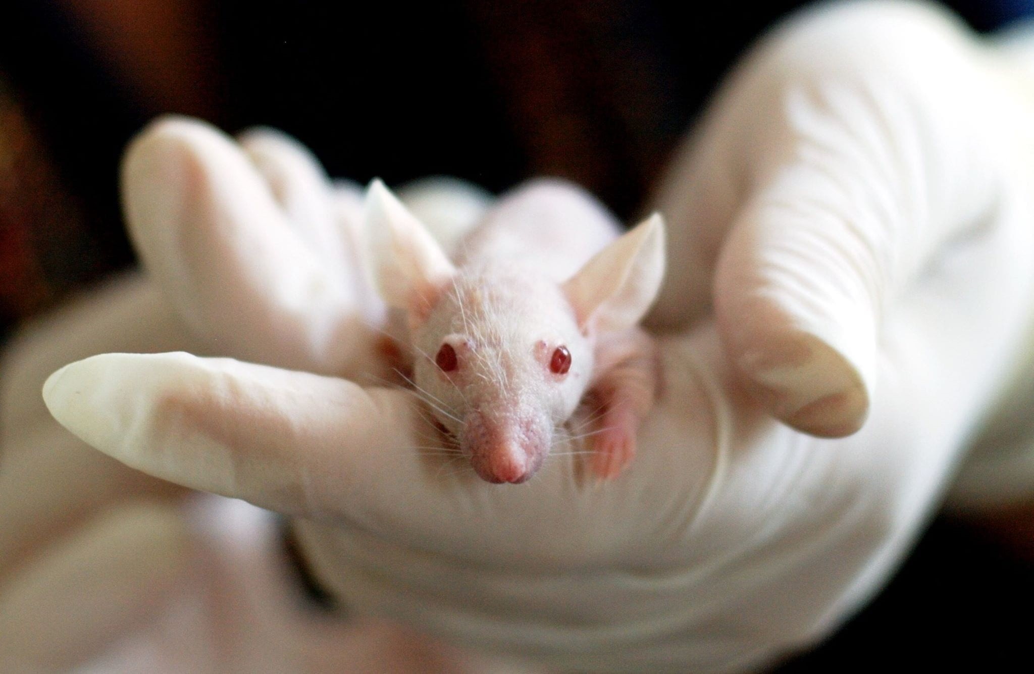 discovering, selective focus, hand, chemical, rat, technology, laboratory, medical research, researching, human hand, one animal, pig, holding, mammal, HD Wallpaper
