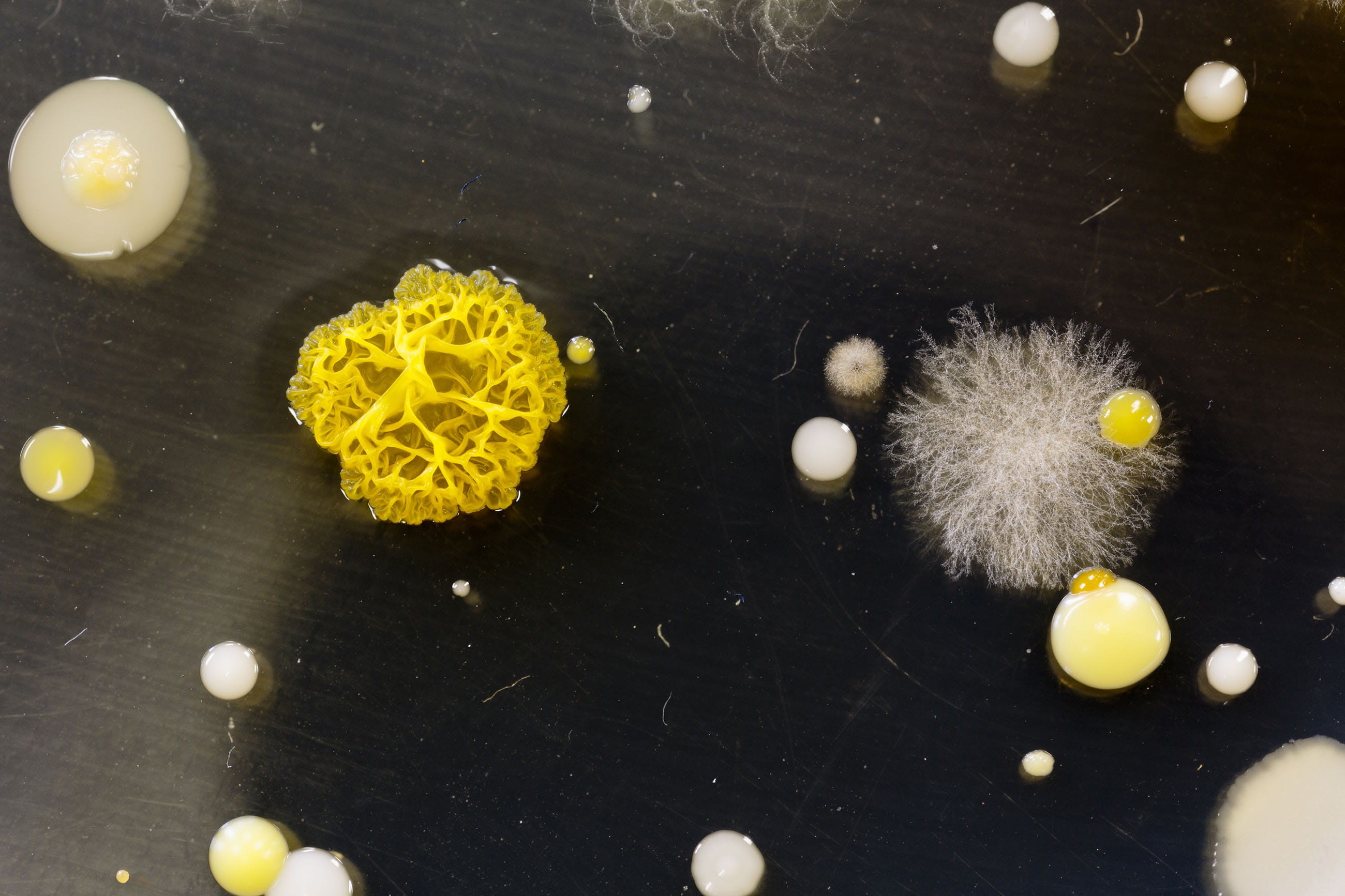 nature, structure, agar, research, sanitation, textile, fungi, medicine, molds, 2K, safety, plates, discovery, directly above, lab, culture, high angle view, HD Wallpaper