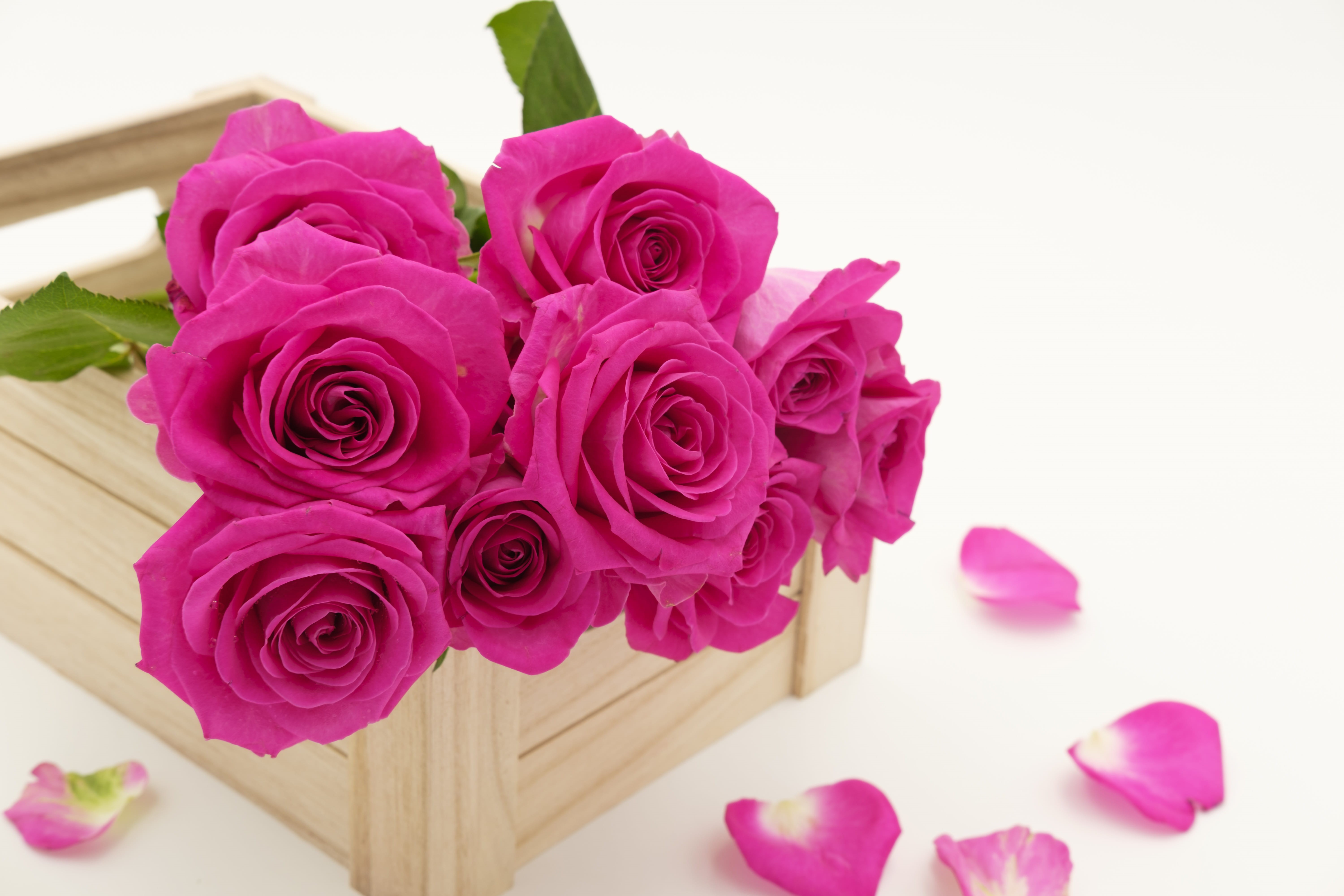 positive emotion, no people, romantic, greeting card, flowers, bouquet, roses, 5K, inflorescence, indoors, freshness, purple, plant part, background, flower head, HD Wallpaper