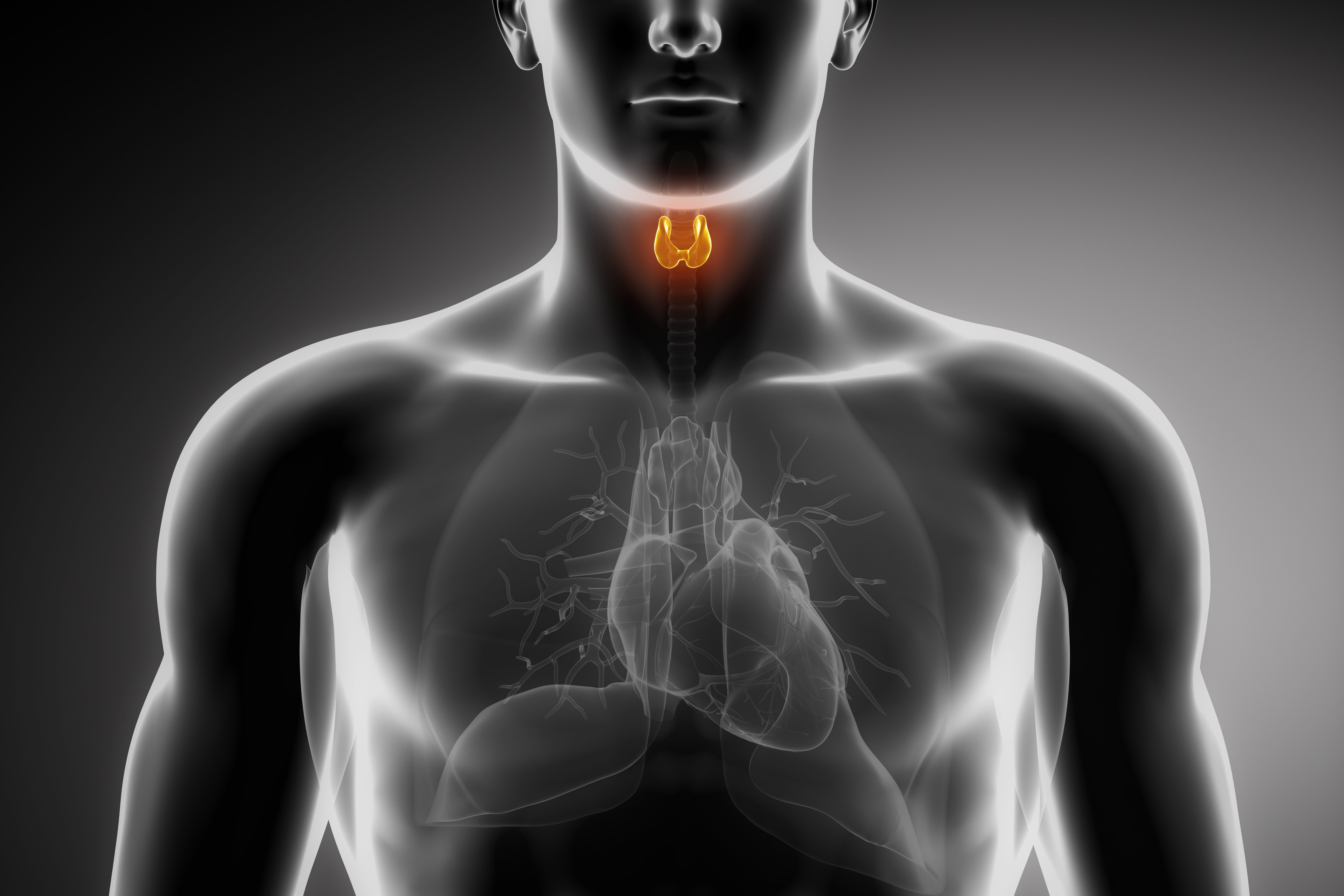 heart, lungs, organs, 5K, thyroid, HD Wallpaper