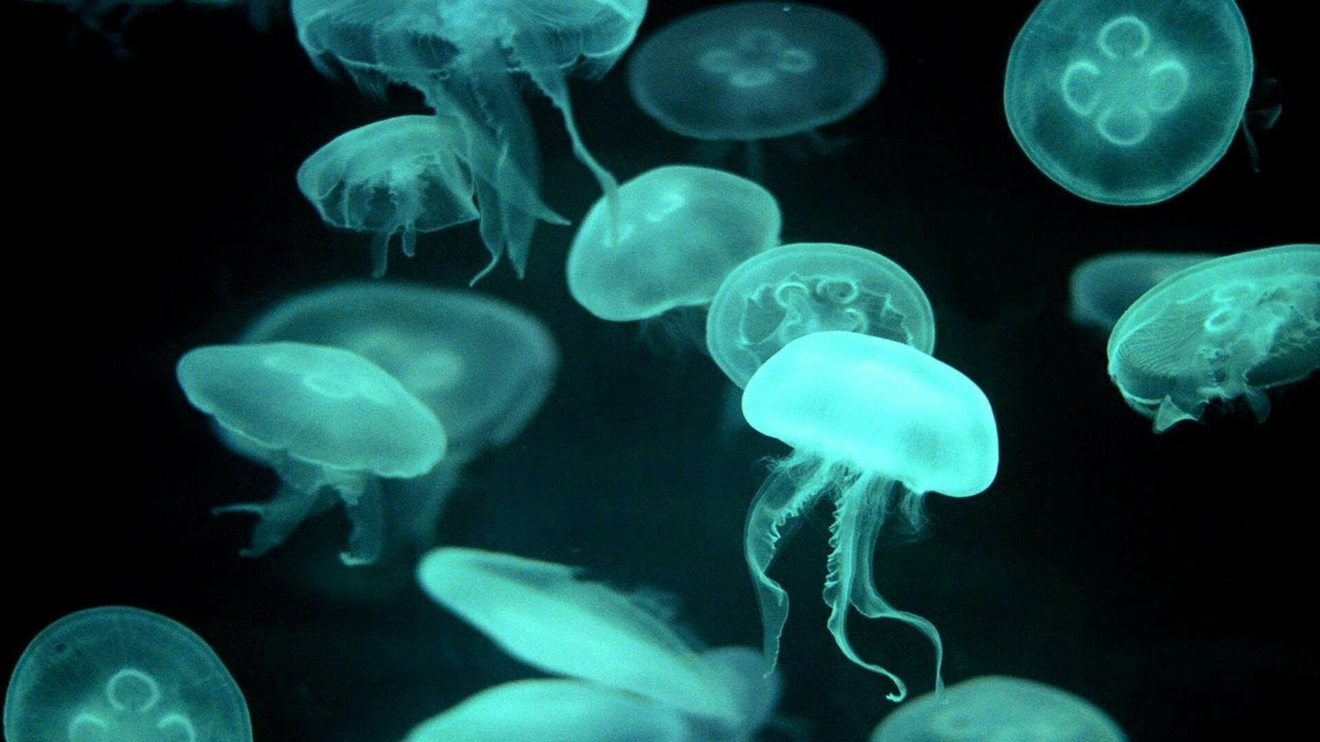 blue, luminosity, no people, undersea, aquarium, water, swimming, animal wildlife, floating on water, black background, underwater, marine, cnidaria, large group of animals, HD Wallpaper