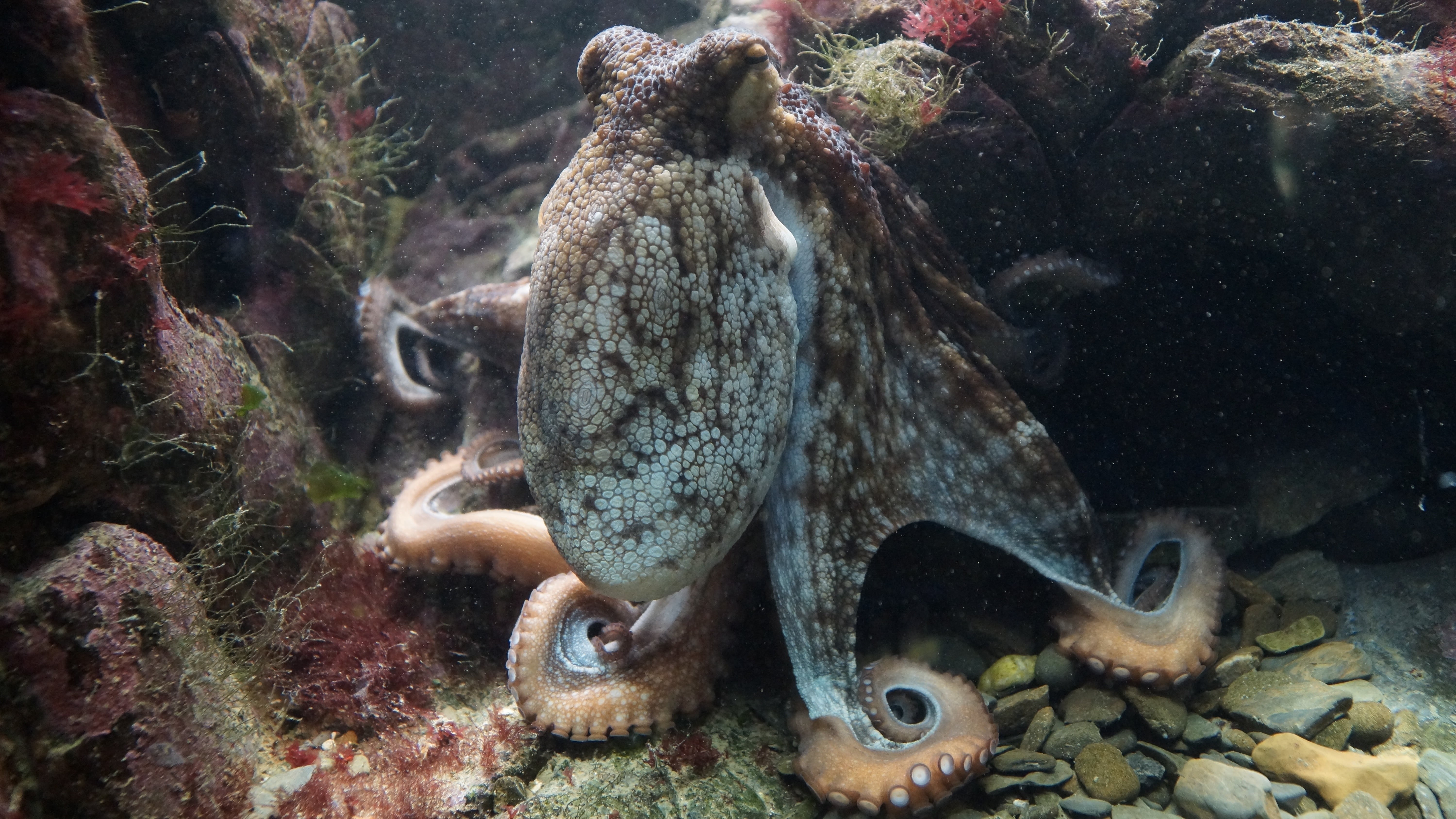 invertebrate, sea, octopus vulgaris, outdoors, sea life, octopede, octopus, animal wildlife, kraken, wildlife, swimming, reef, fish, one animal, no people, HD Wallpaper