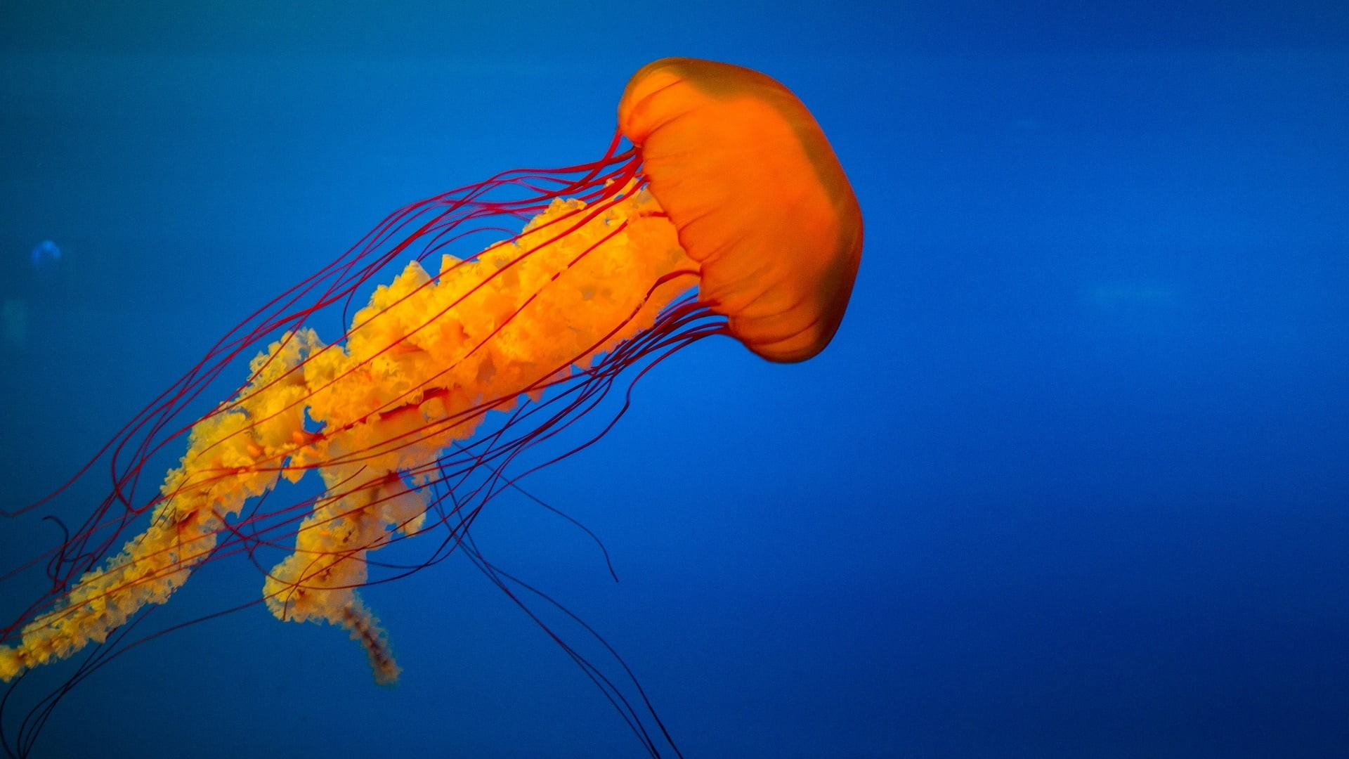 swimming, blue, one animal, marine, floating on water, blue background, animals in captivity, cnidaria, animal wildlife, invertebrate, water, animal, 1080P, HD Wallpaper