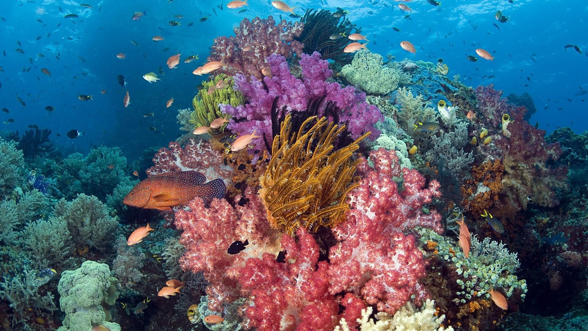 animal themes, stony coral, underwater, sea, animal, undersea, sea life, no people, animals in the wild, nature, water, animal wildlife, marine biology, HD Wallpaper
