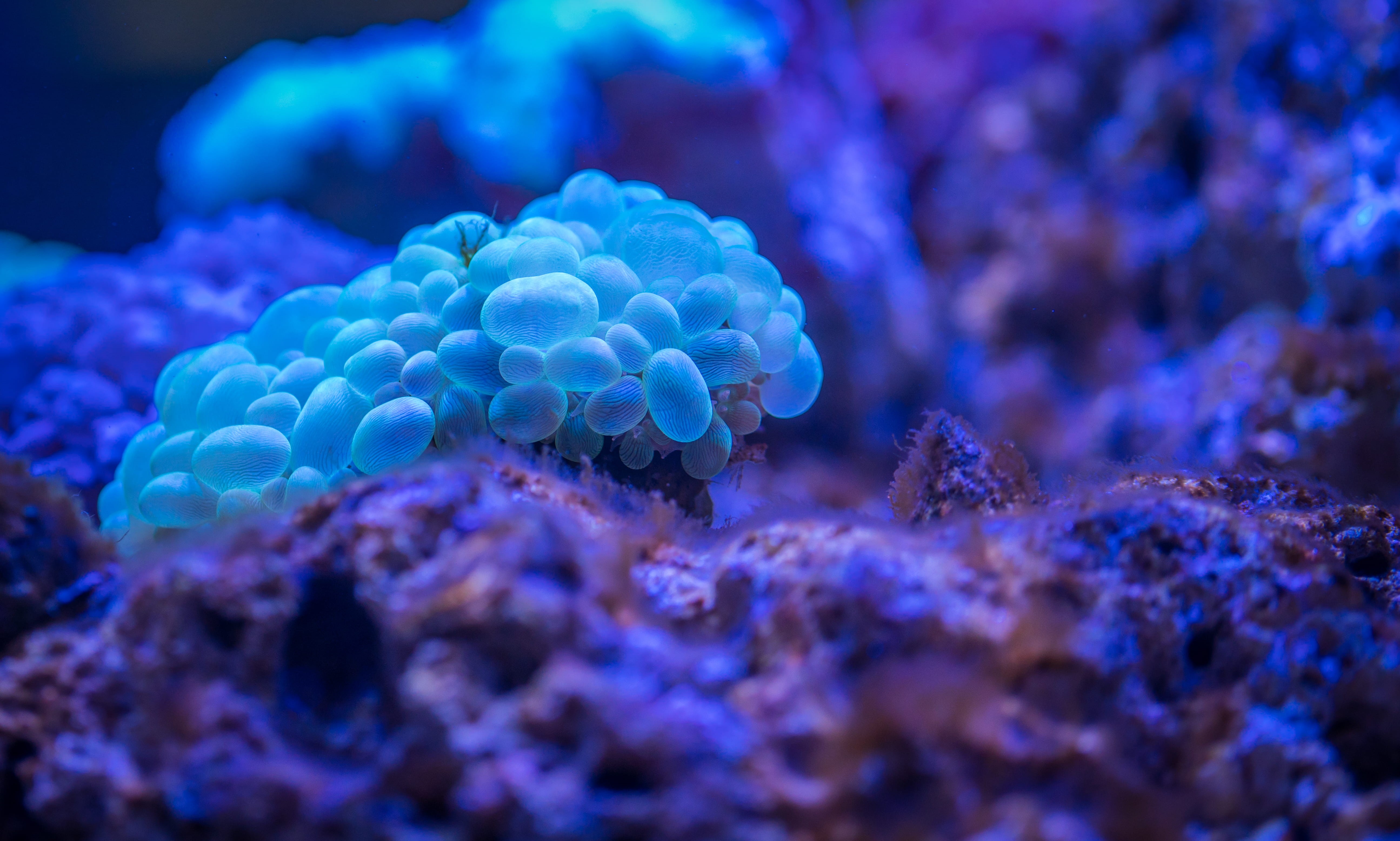 animal, invertebrate, one animal, zoology, beauty in nature, bright, animals in the wild, aquatic, photography, marine life, nature, bubble, water, deep, HD Wallpaper