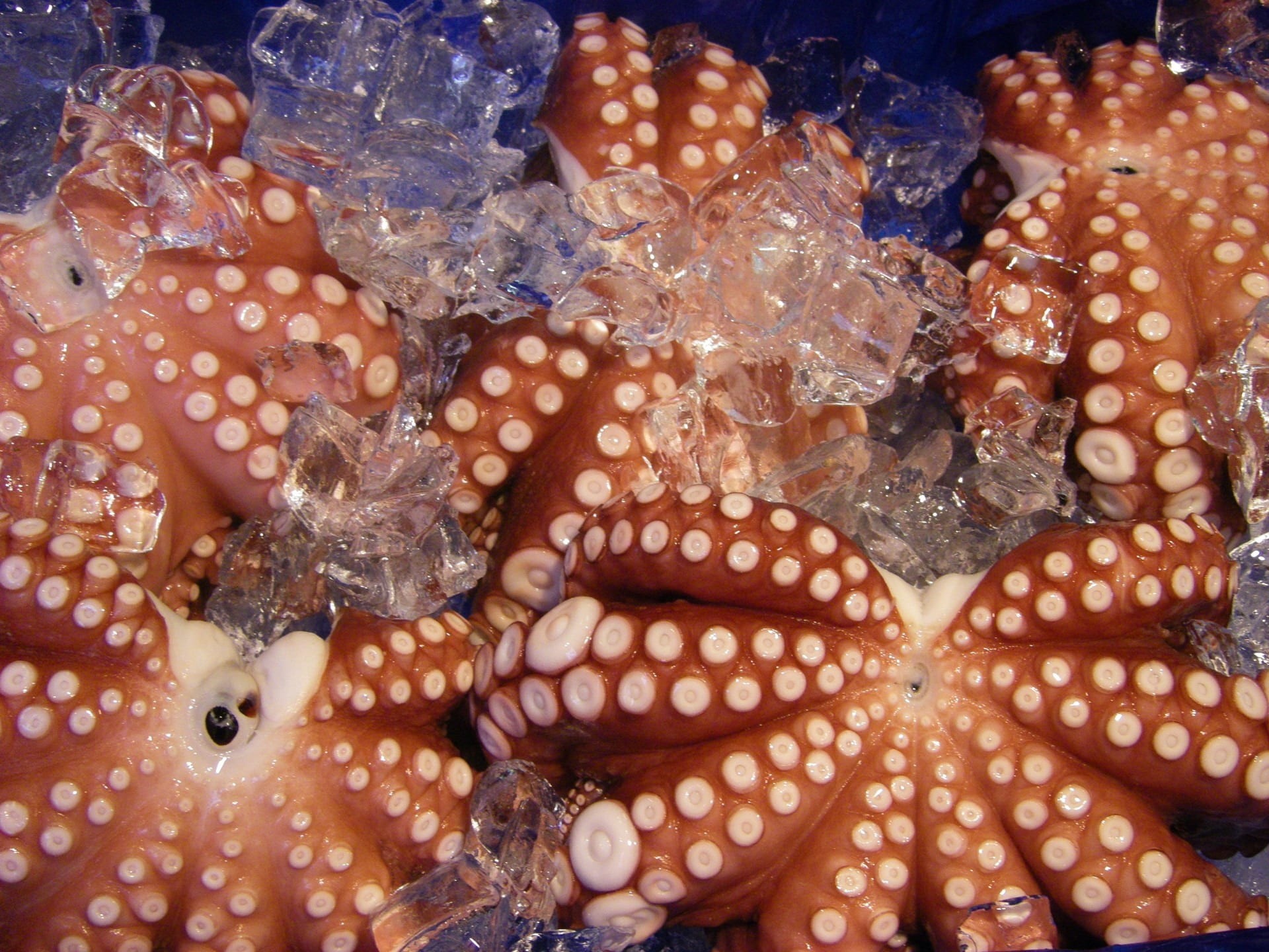 gastronomy, fishing, retail, japan, water, saltwater, raw, vertebrate, cuisine, octopus, 1080P, food and drink, fish market, fish, cold temperature, wellbeing, HD Wallpaper