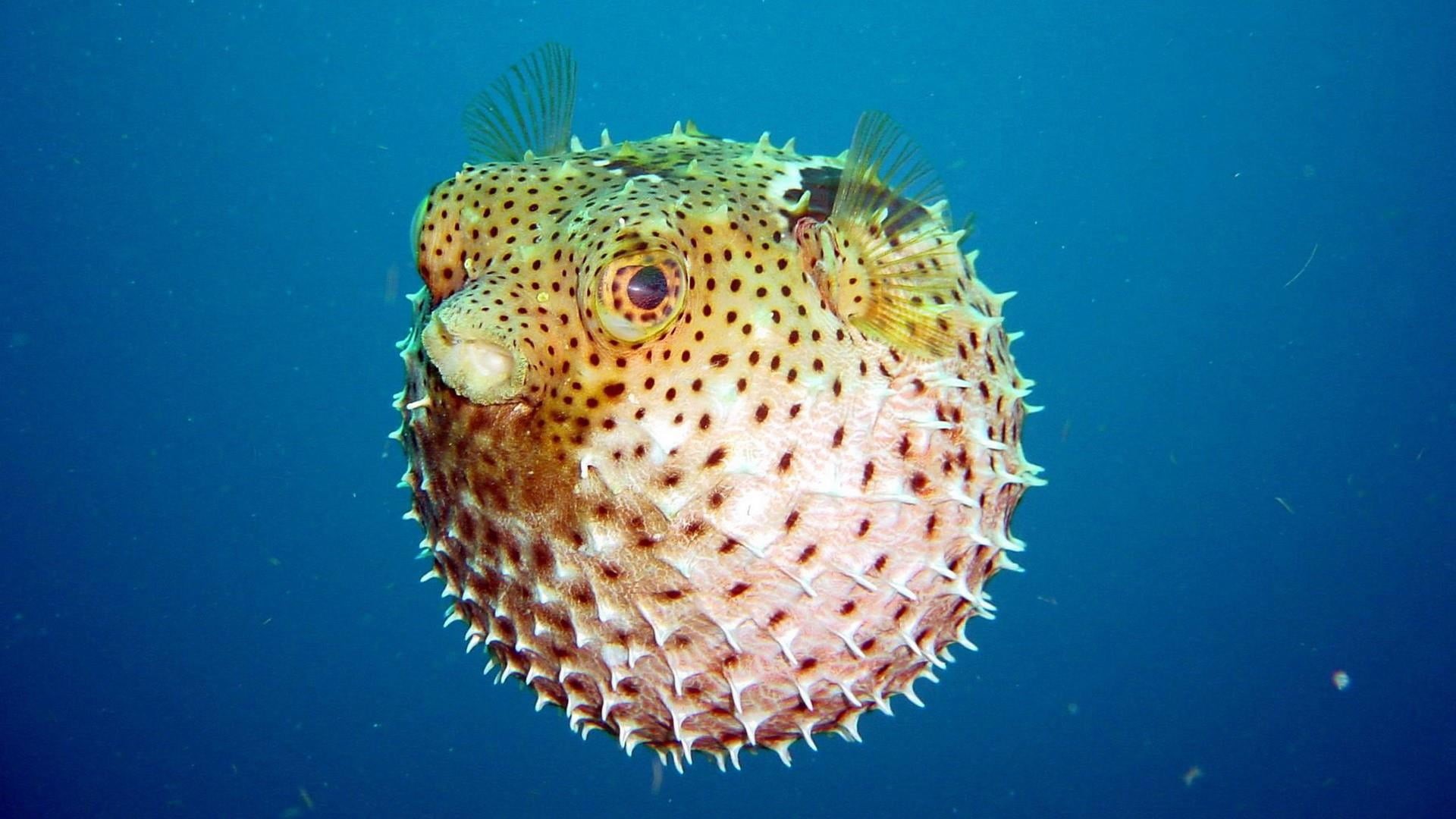 fugu, close-up, marine, underwater, nature, one animal, 1080P, animal themes, outdoors, photography, fish, sea, no people, vertebrate, underwater photography, HD Wallpaper