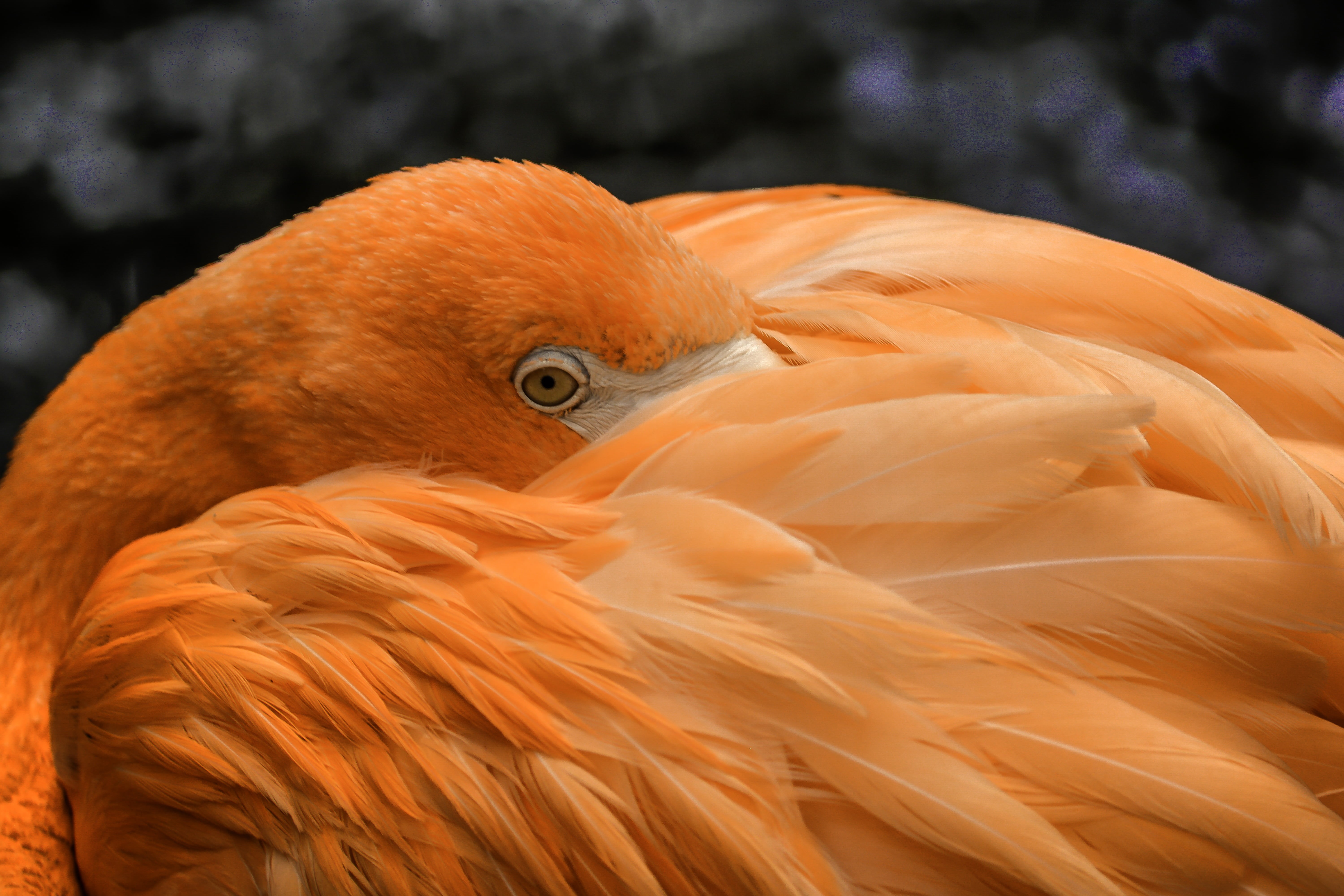 wildlife, beak, feather, bird, 5K, animal, Flamingo, bird  bird, nature, close, orange, photography, close up photography, HD Wallpaper