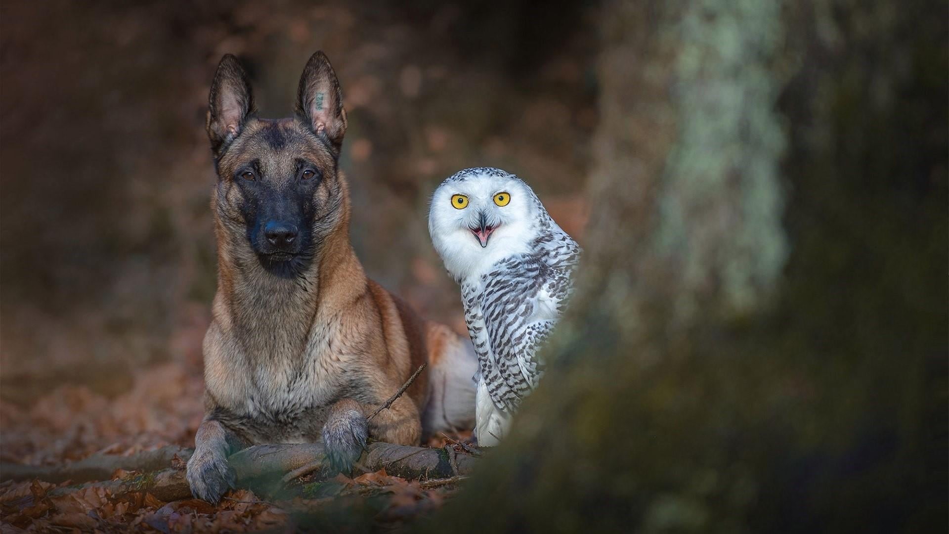 woods, wildlife, looking, white owl, animal wildlife, dog breed, people, forest, 1080P, group of animals, mammal, dog, tree, nature, hunting, snowy owl, HD Wallpaper