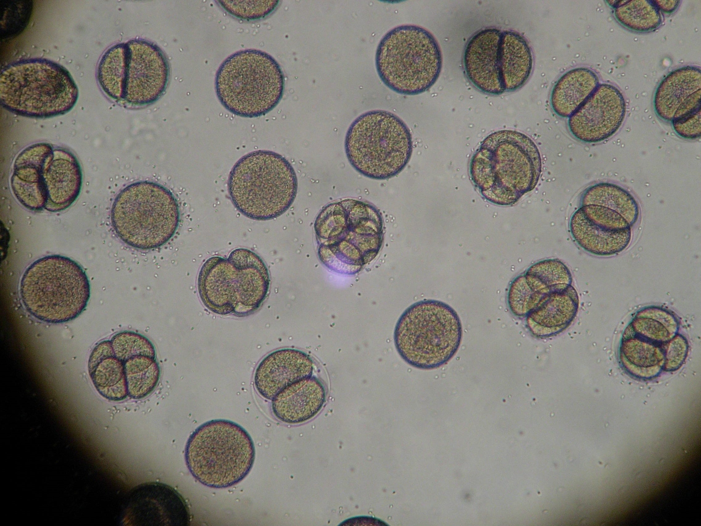 1080P, science, embryo, water, analysis, sea urchin, indoors, cells biology, magnification, microscopic, glass - material, experiment, life, close-up, HD Wallpaper