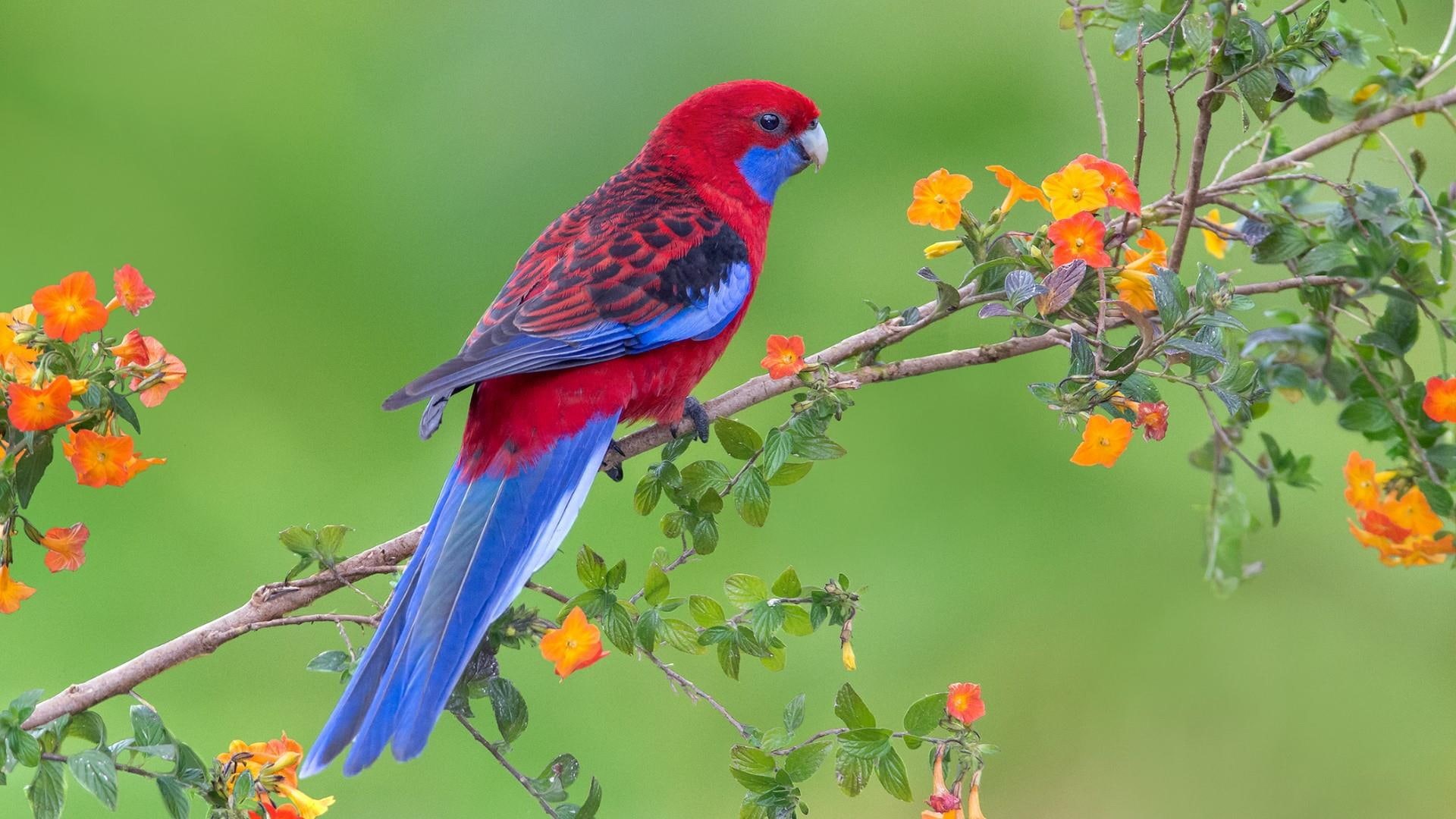 1080P, parrot, branch, macaw, bird, lorikeet, wildlife, colorful, fauna, flowery tree, HD Wallpaper