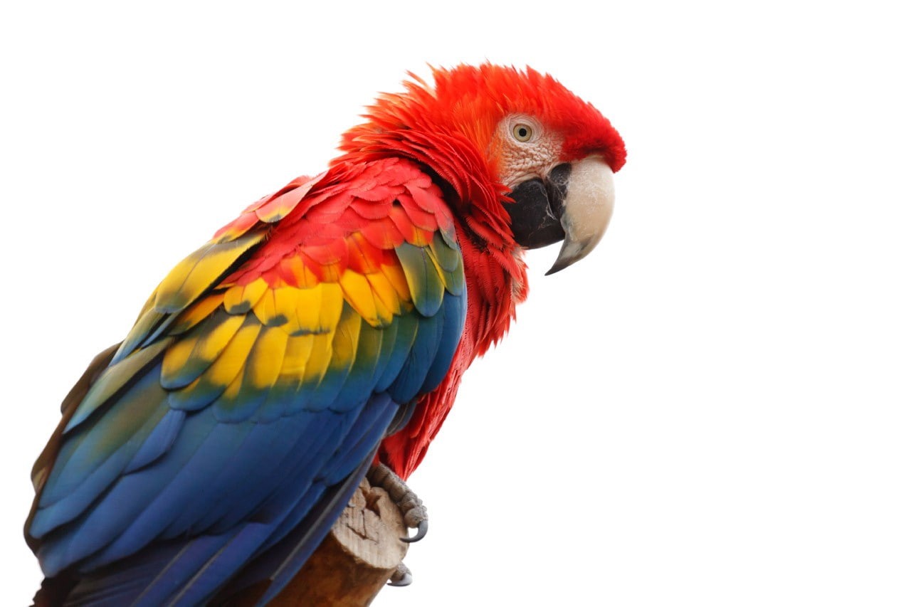 macaws, feathers, colorful, animals, birds, parrot, 720P, HD Wallpaper