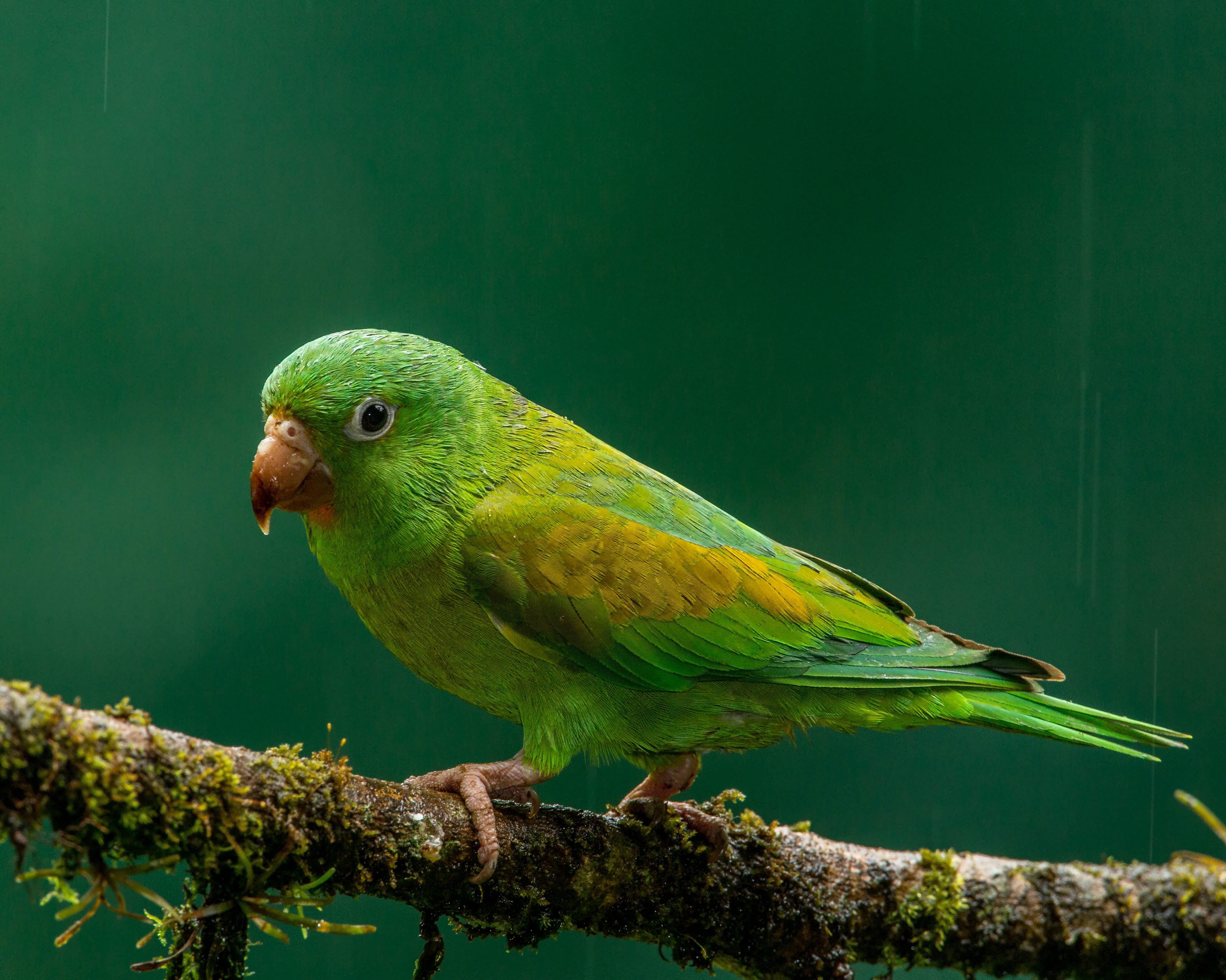 photography, multi Colored, Orange-chinned Parakeet, Costa Rica, yellow, Nature, 4K, wildlife, flash, parrot, animal, blue, shift, lens, animals In The Wild, HD Wallpaper