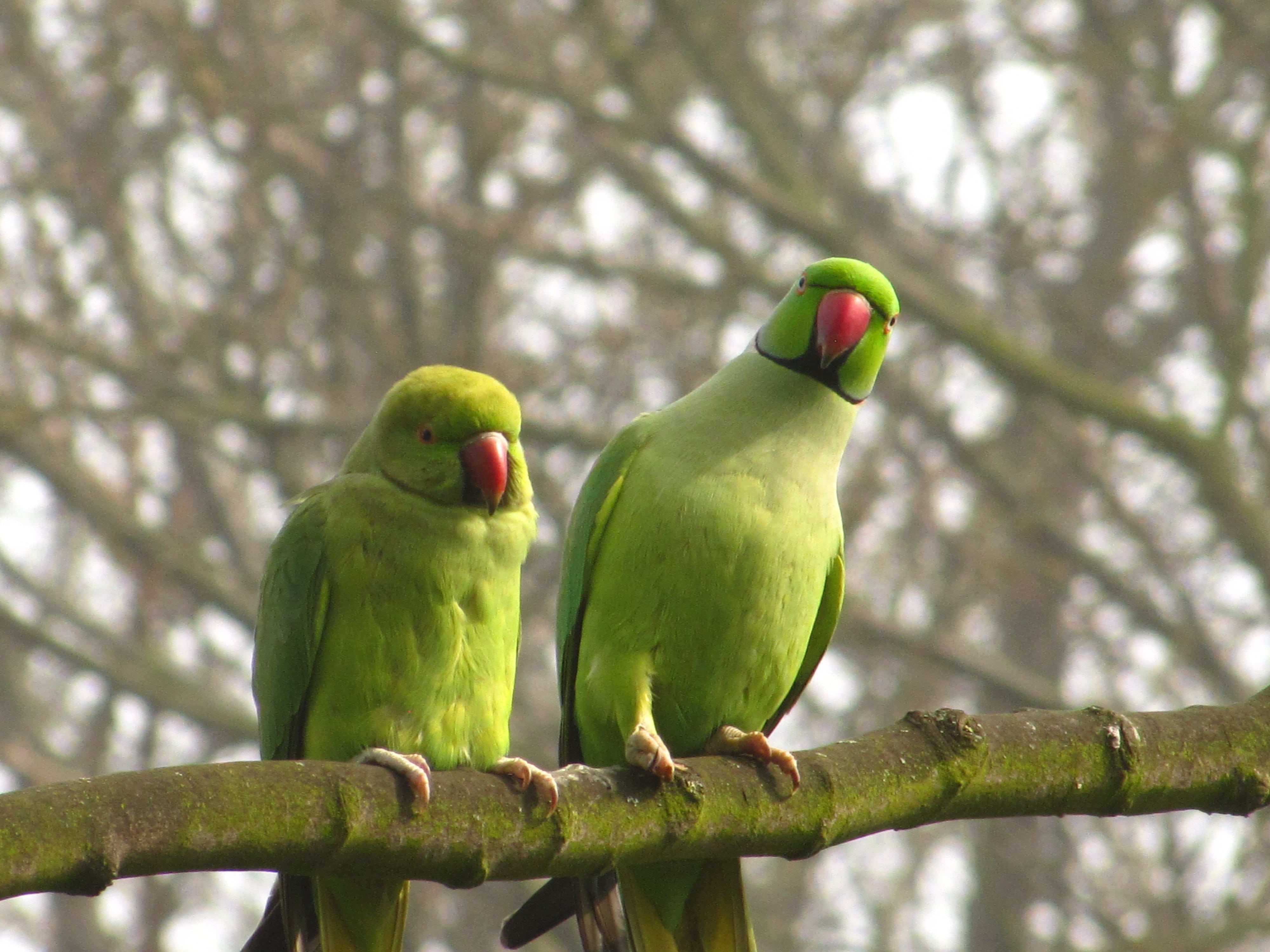 wing, bird, love, feather, love birds, pets, Psittacula krameri, beak, nature, 4K, yellow, birds, green, animal, parrot, wildlife, parakeets, ring  necked  parakeet, HD Wallpaper