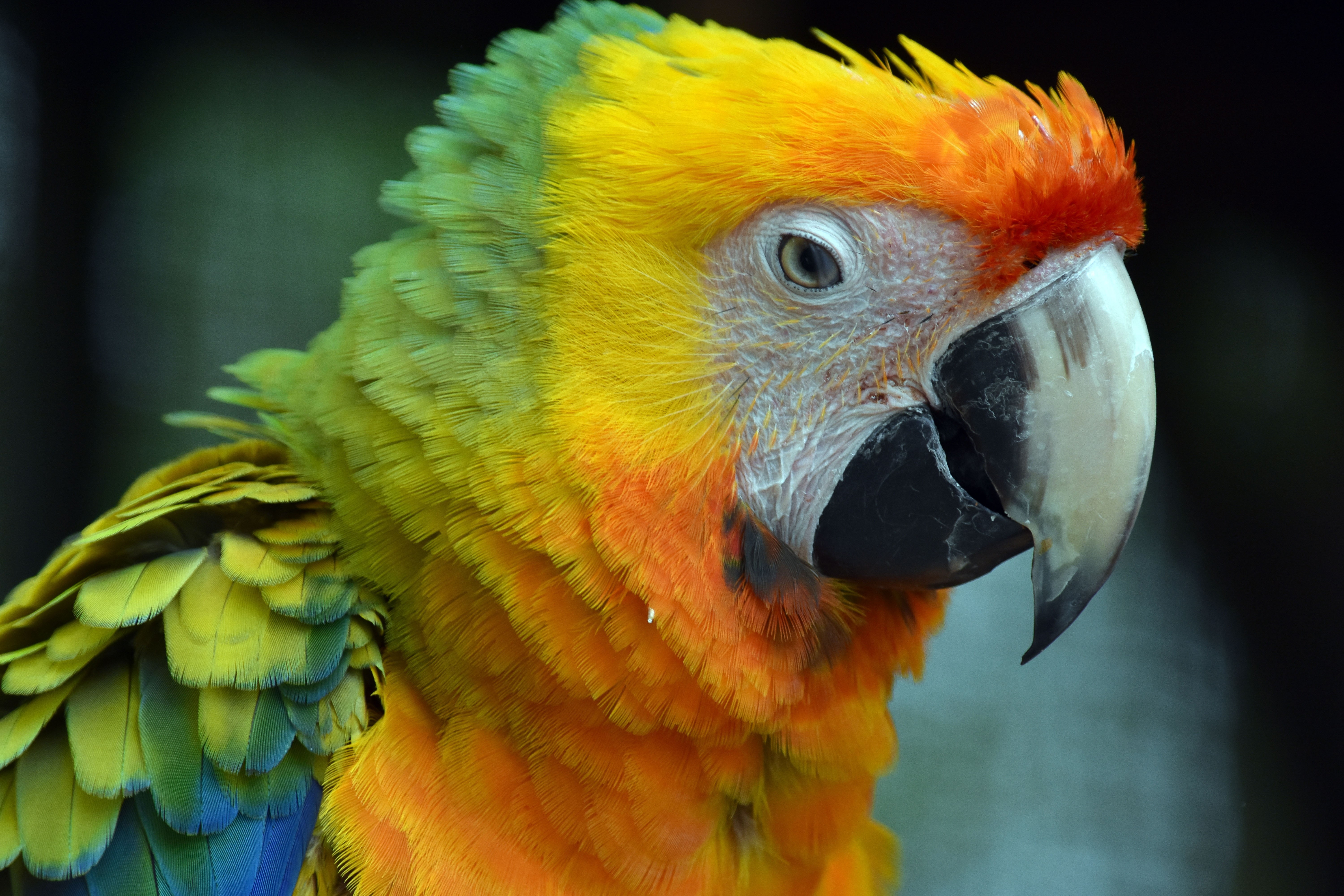 animal, yellow  green, red, Macaw, wildlife, pets, multi Colored, parrot, Colorful, bird, nature, tropical Climate, yellow, feather, beak, 5K, photography, HD Wallpaper