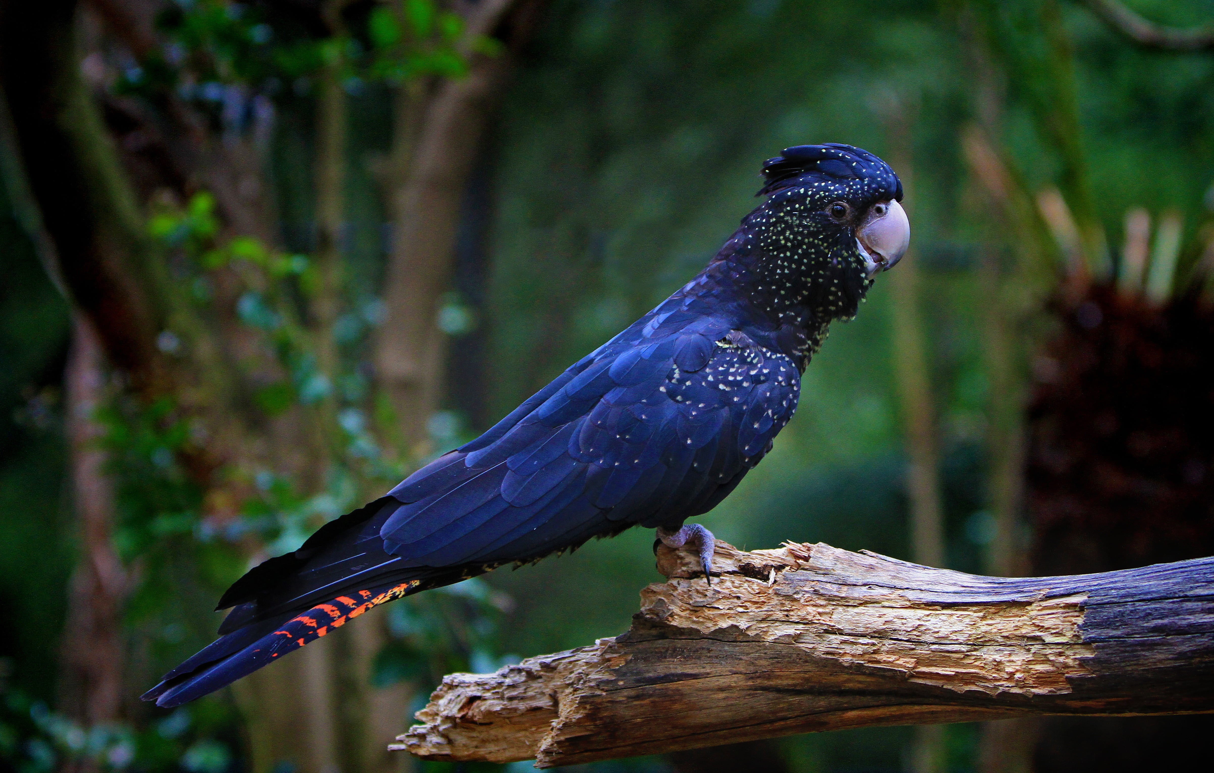 parrot, fly, cockatoo, twig, vivid, forest, vertebrate, pet, focus on foreground, one animal, wild, colorful, blue, 4K, tree, perching, wood - material, HD Wallpaper
