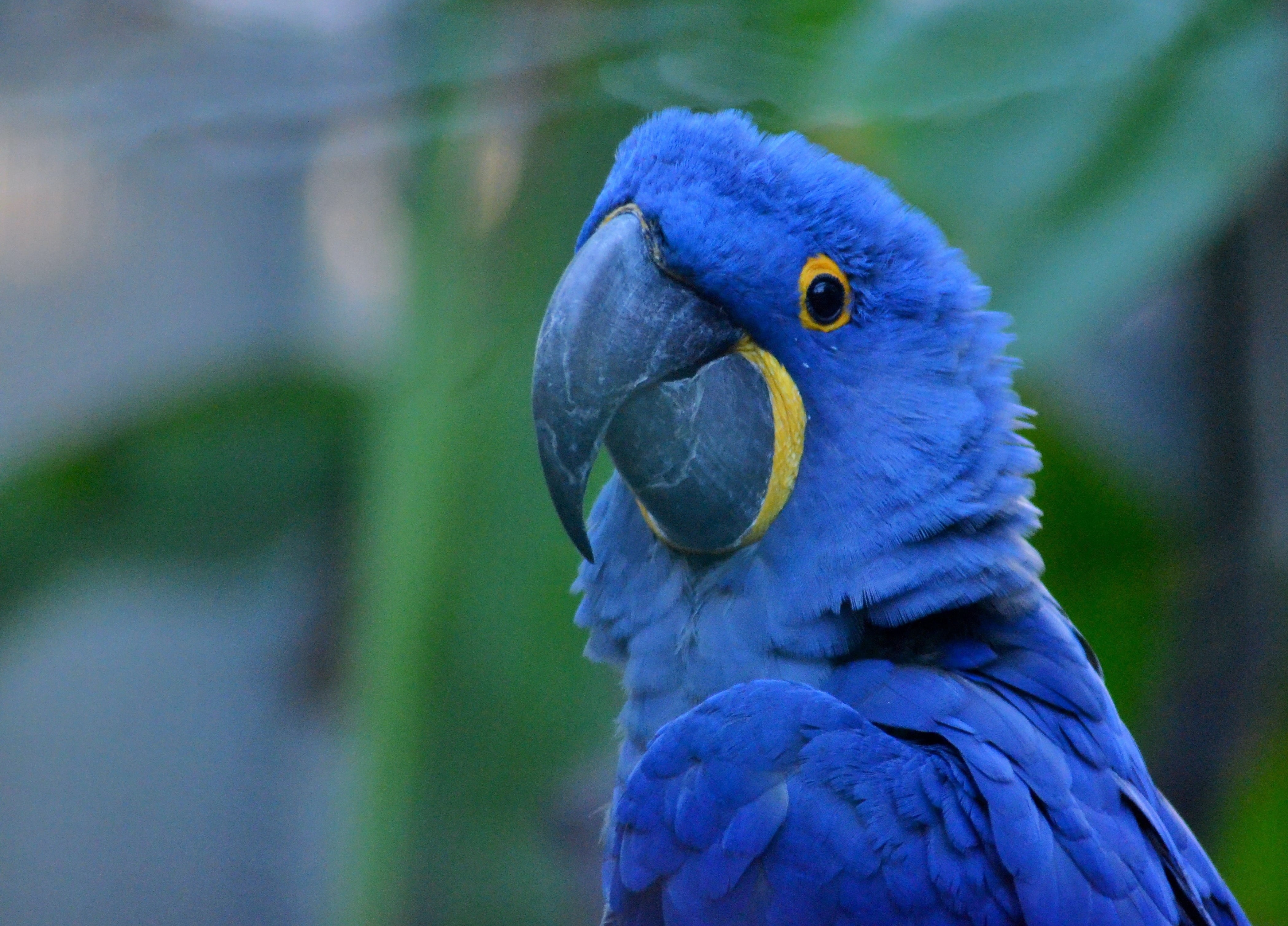 animal head, outdoors, colorful, animal wildlife, vertebrate, animal themes, animal, beak, focus, bird, nature, animals, hyacinth, portrait, photo, animals in the wild, HD Wallpaper