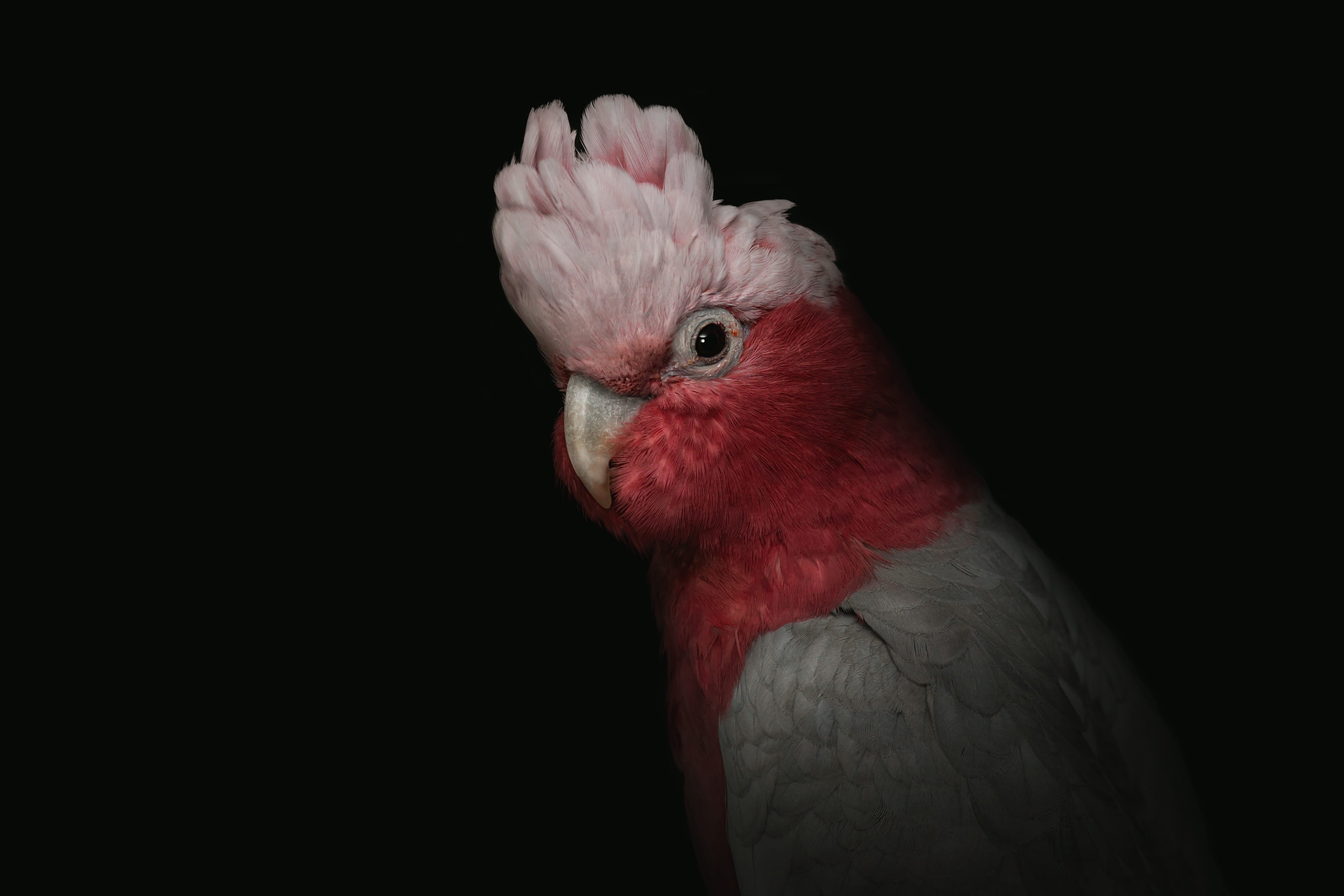 black, birds, portrait, male animal, studio shot, one animal, parrot, mammal, cockatoo, animal themes, indoors, red, animal head, bird, close-up, domestic, HD Wallpaper