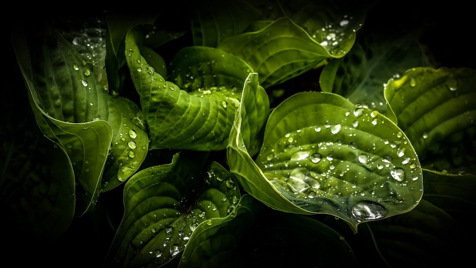 Water, 1080P, Leaves, close, Drops, Green, Dew, HD Wallpaper