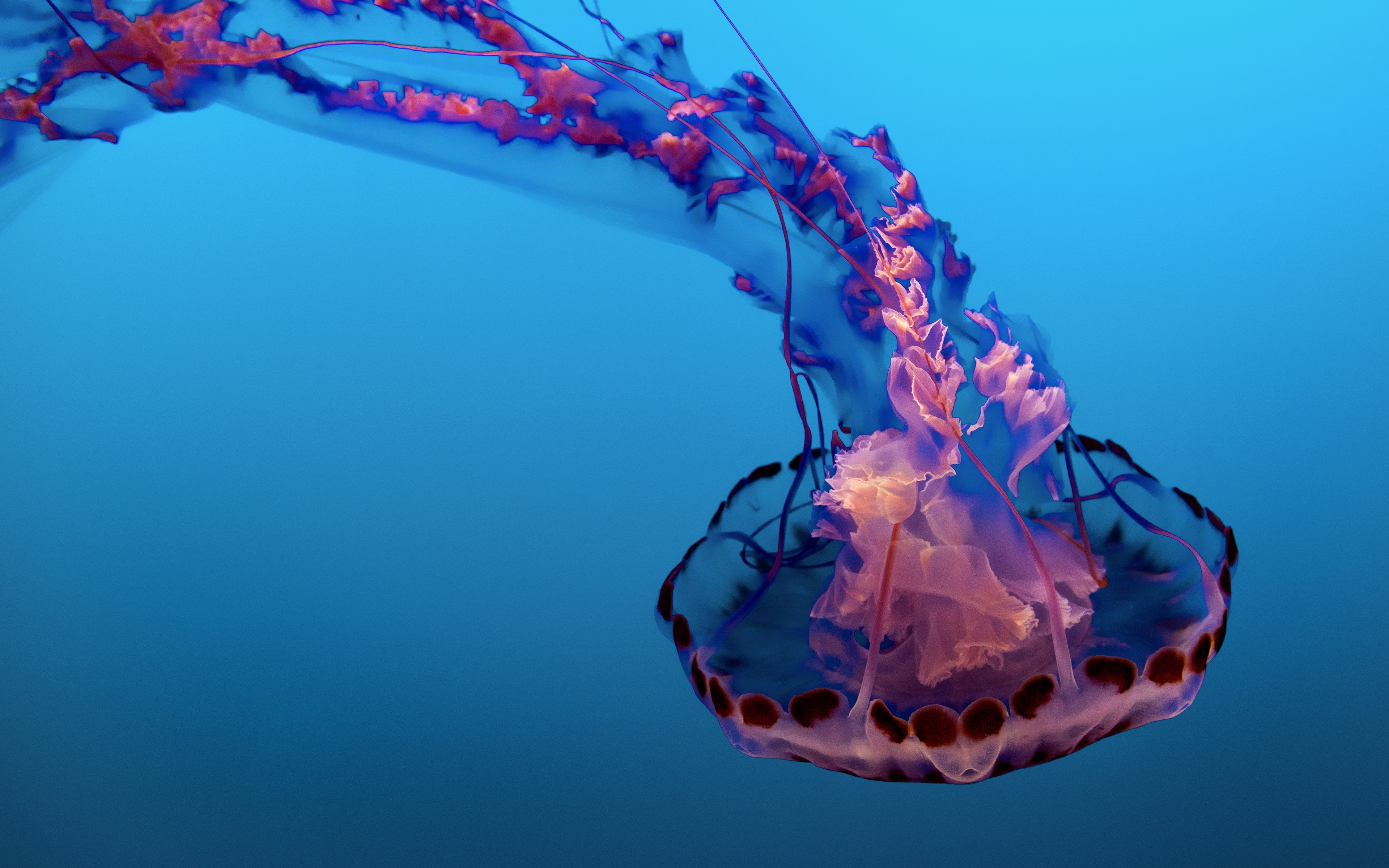 blue, no people, colored background, marine, animal wildlife, sea, studio shot, 4K, creativity, pink color, k, motion, Jellyfish, nature, copy space, Underwater, HD Wallpaper