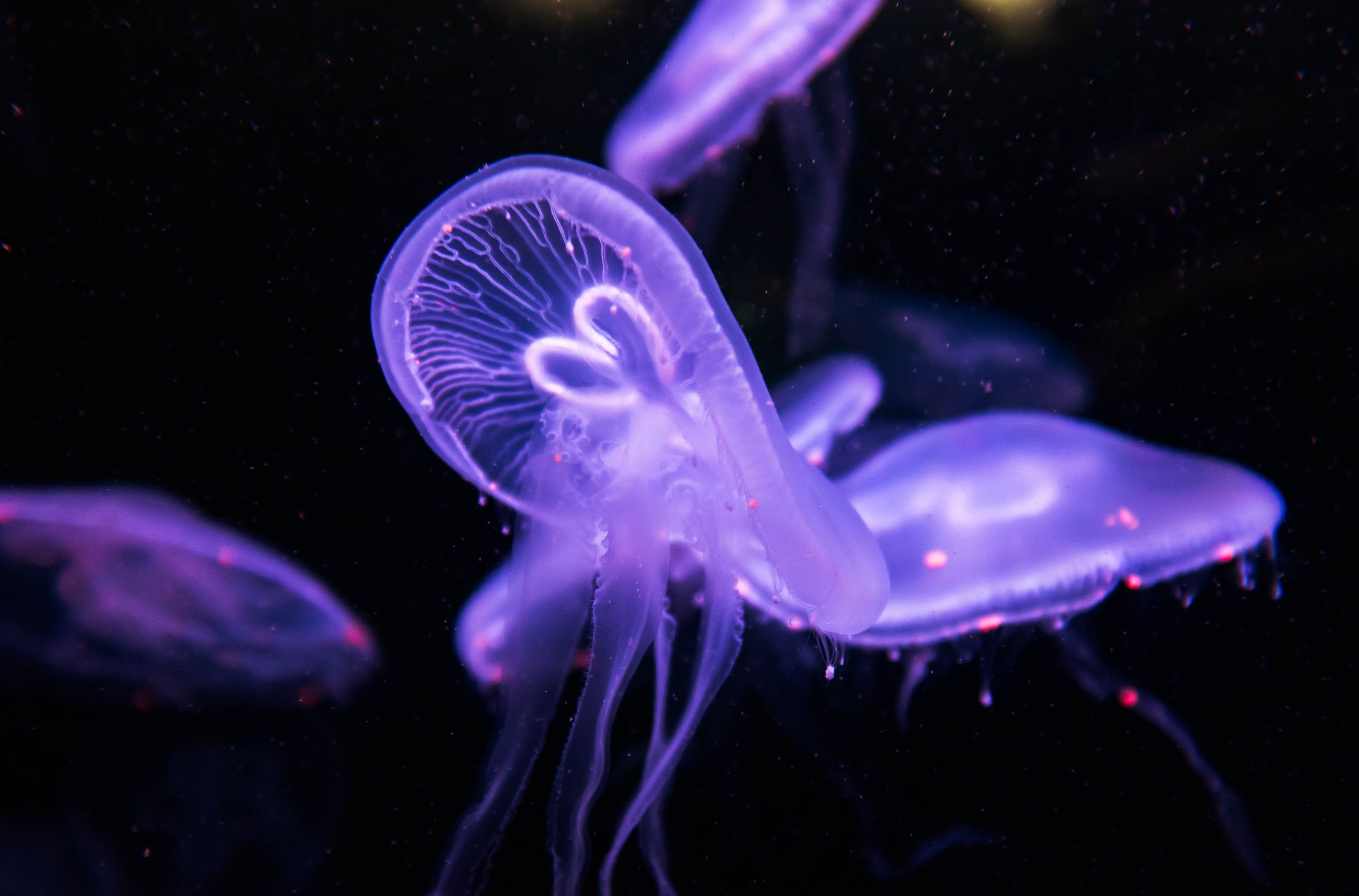 animals, jellyfish, 4K, nature, HD Wallpaper