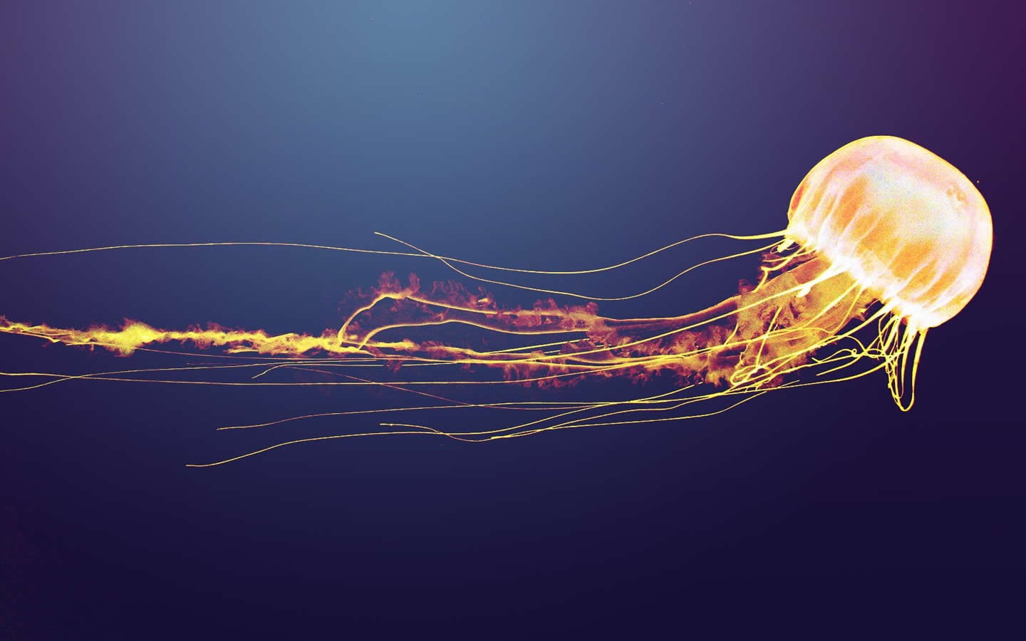 jellyfish, fish, hd, animals, 720P, jelly, HD Wallpaper