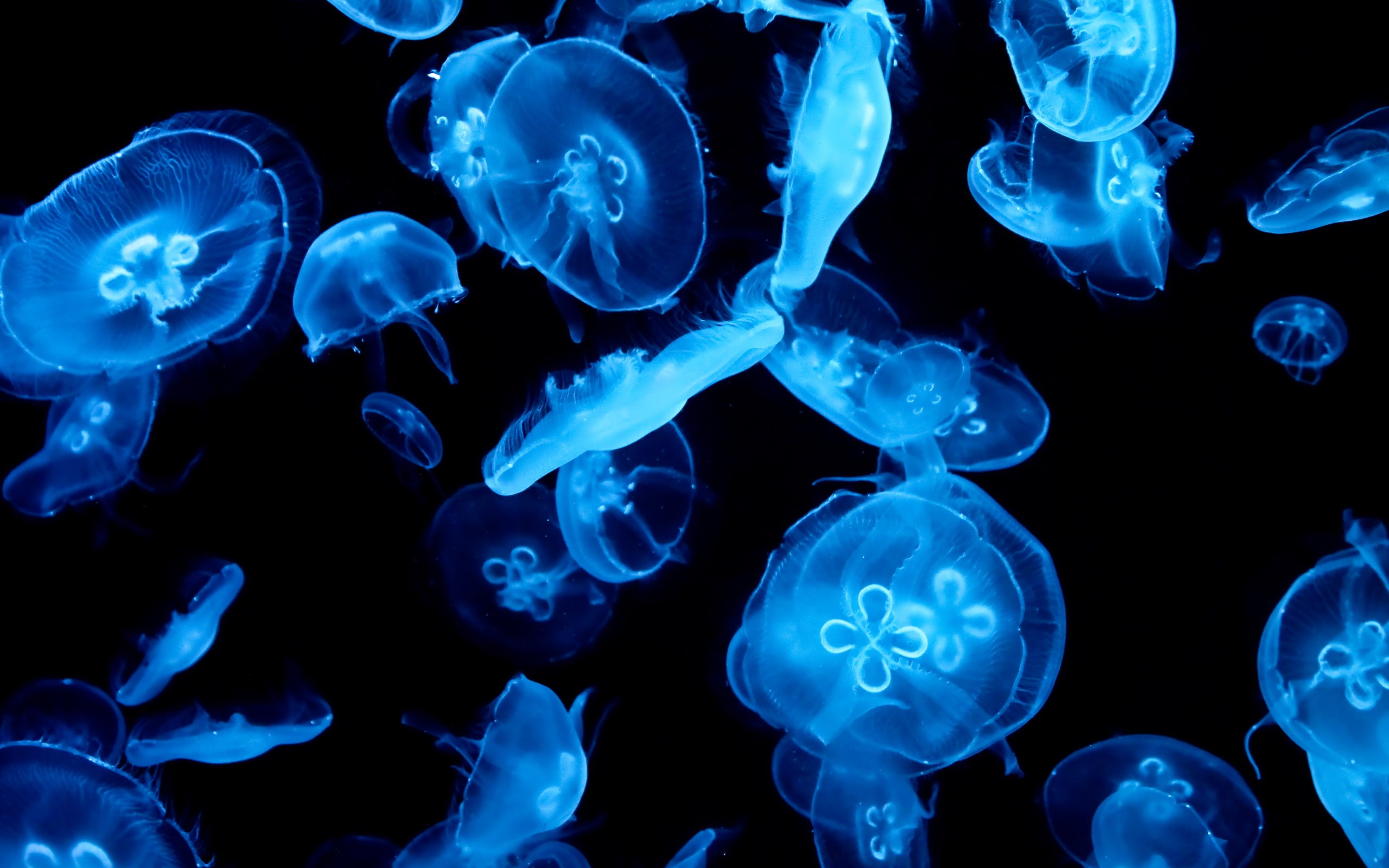 abstract, 2K, blue, jellyfish, dark, animal, HD Wallpaper