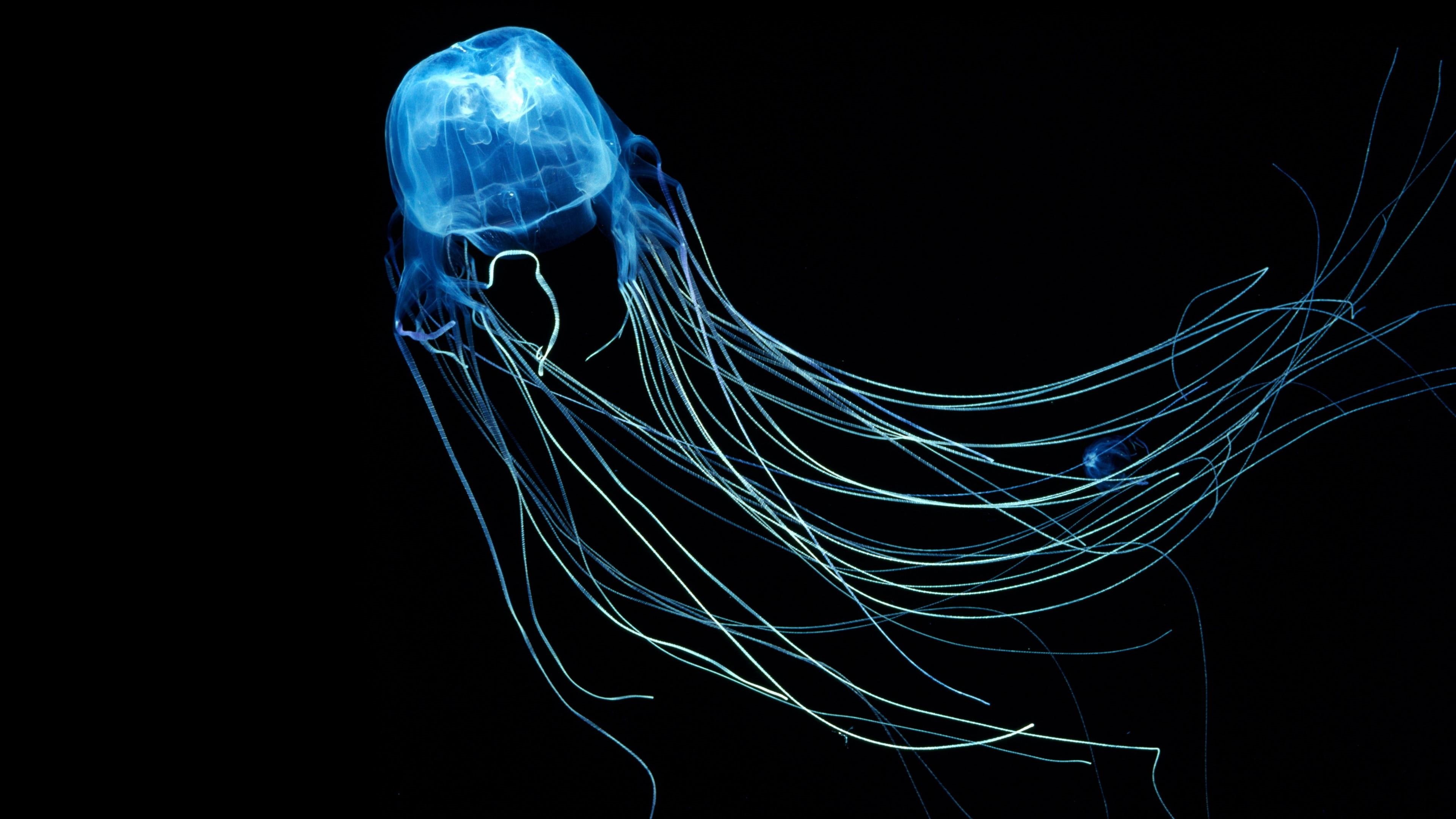 darkness, box jellyfish, jellyfish, underwater, 4K, HD Wallpaper