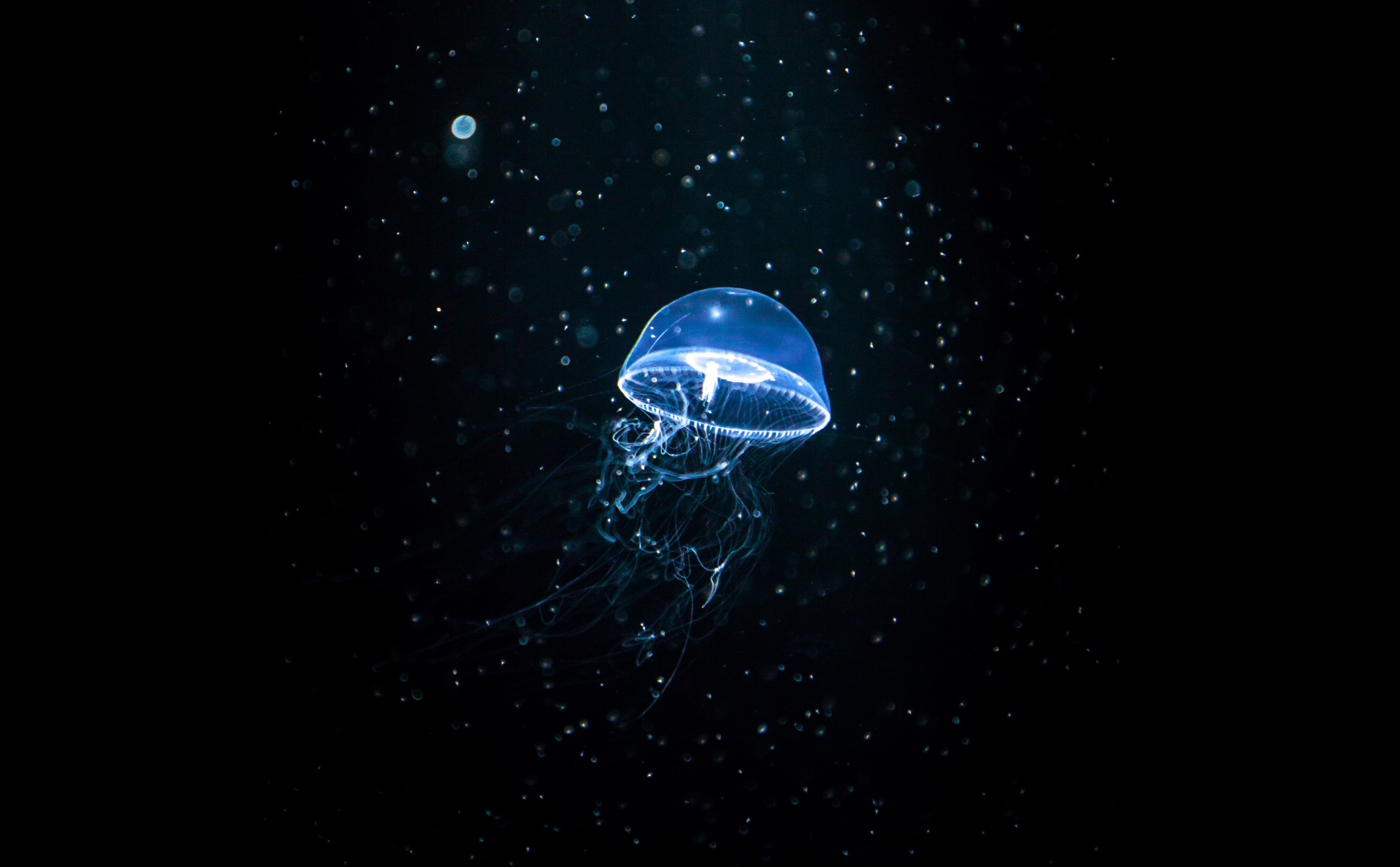 markii, space, animal themes, animal wildlife, marine, Black, Blue, water, Aquarium, copy space, Jellyfish, animals in the wild, Dark, invertebrate, animal, HD Wallpaper