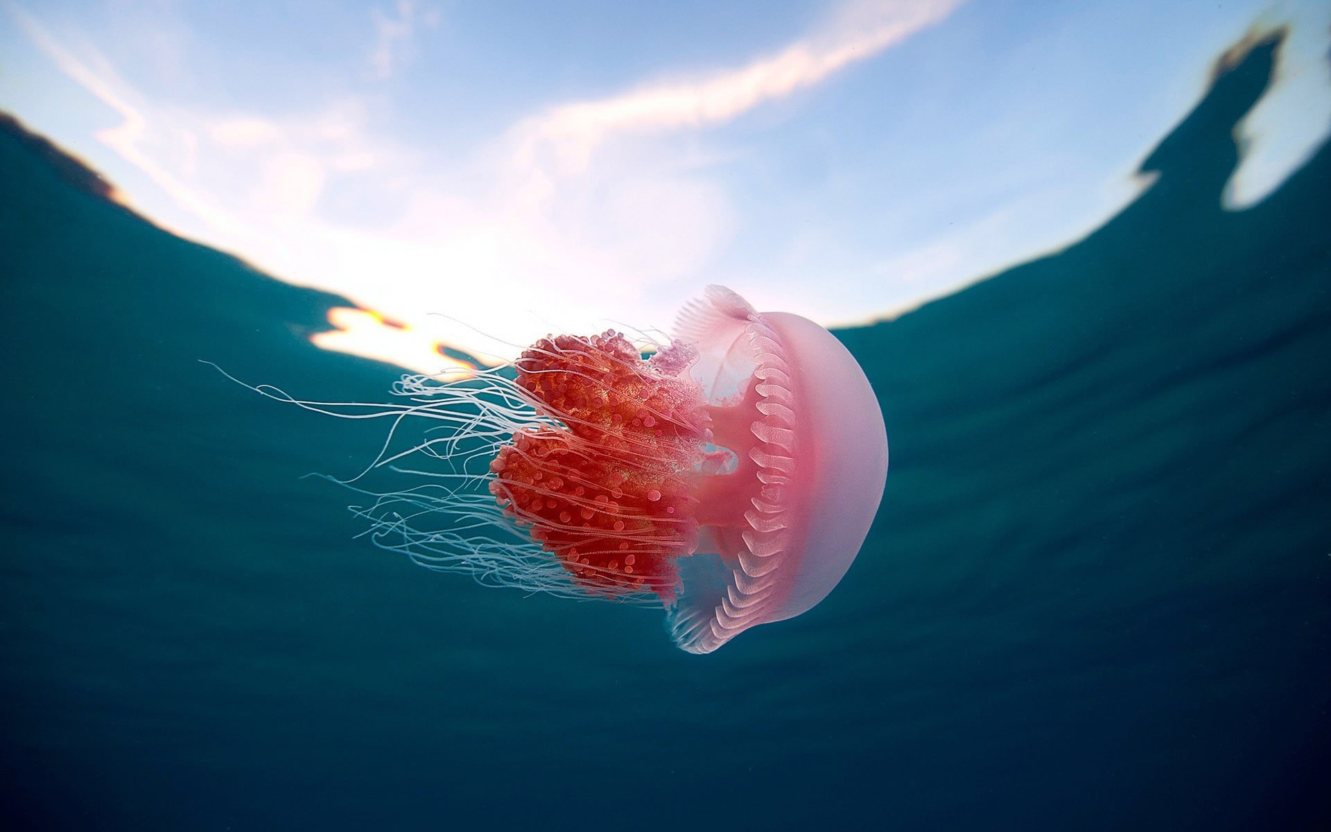 sea, animals in the wild, marine, animal themes, cloud - sky, floating on water, animals, close-up, water, red, one animal, pink color, underwater, no people, HD Wallpaper