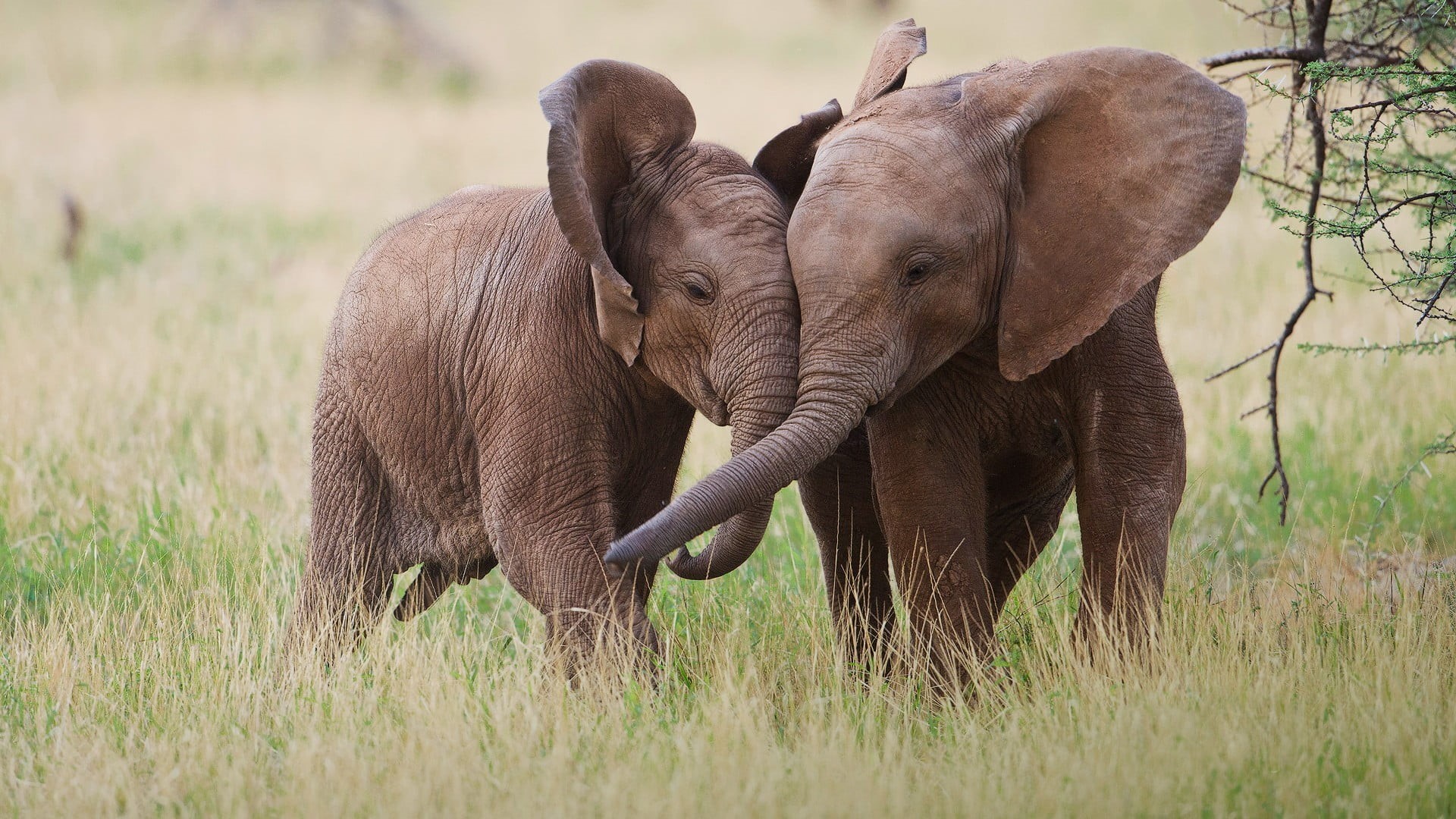 no people, animal themes, animals, elephants, mammal, elephant calf, baby animals, nature, brown, animal, vertebrate, grass, young animal, animal trunk, HD Wallpaper