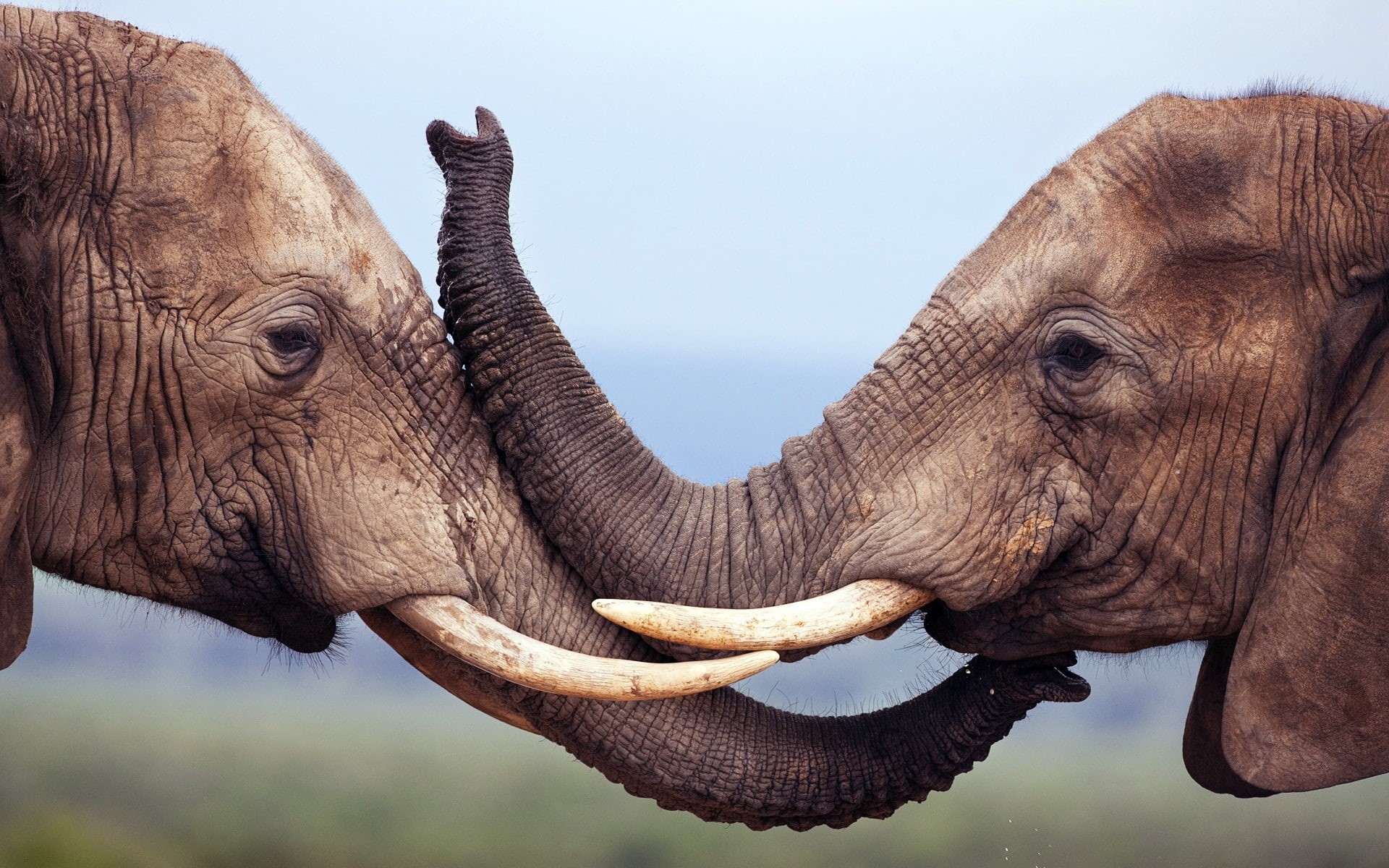 herbivorous, day, animal wildlife, mammal, animal, nature, animal trunk, tusk, animal themes, no people, animals, animals in the wild, one animal, outdoors, HD Wallpaper