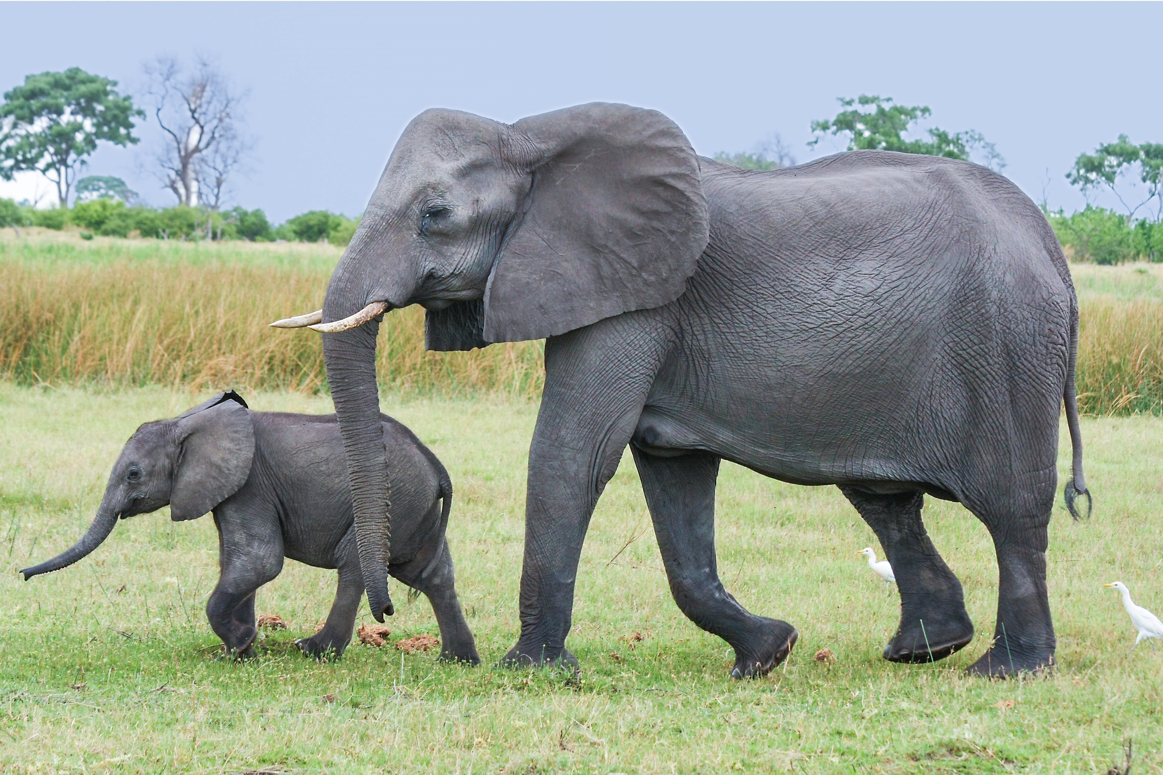 green, botswana, animals in the wild, south africa, pachyderm, okavanga delta, outdoors, animal themes, nature, proboscis, elephant, two animals, african bush elephant, HD Wallpaper