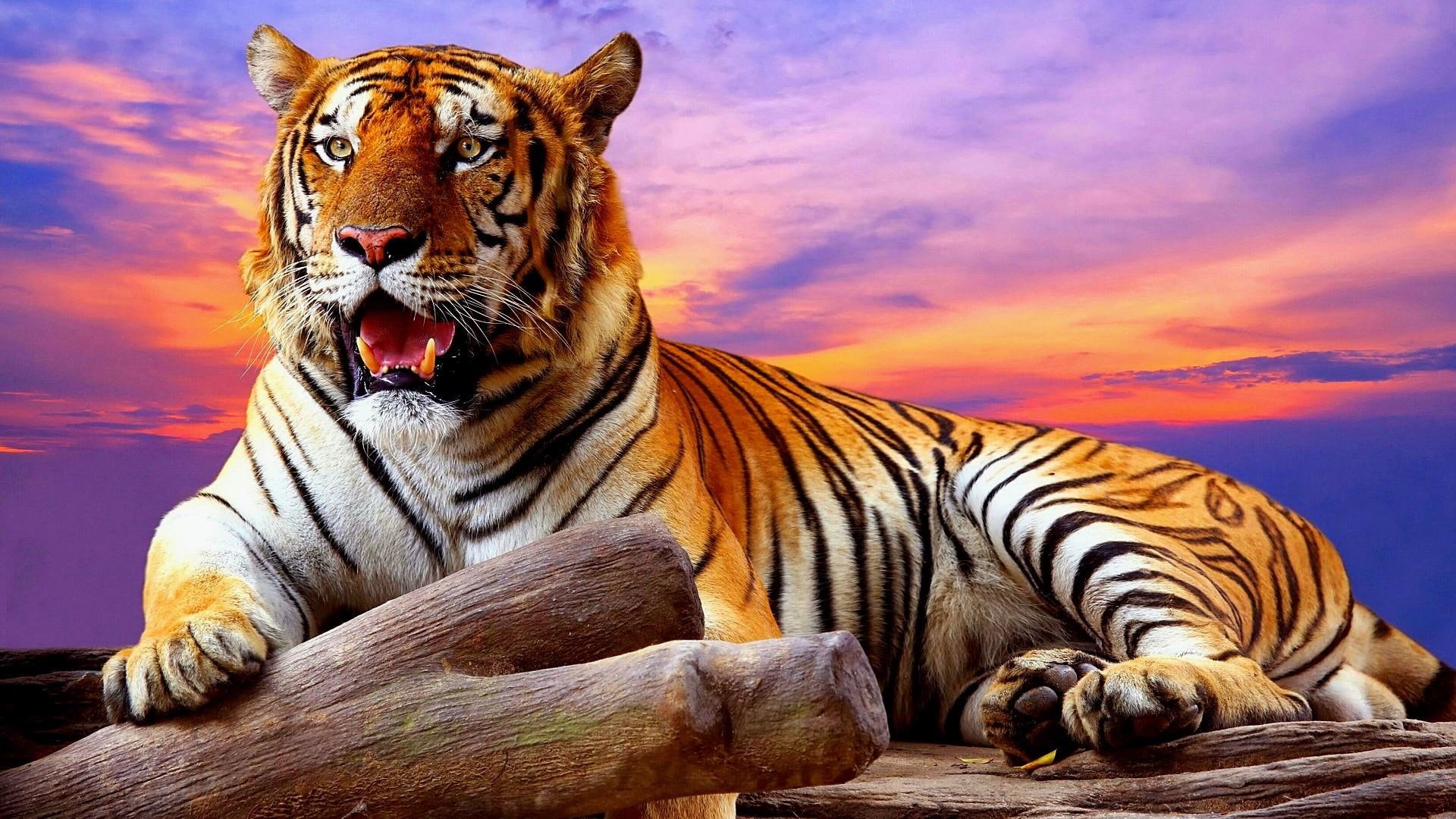 wildlife, 1080P, colorful, tiger, clouds, sky, big cats, terrestrial animal, HD Wallpaper