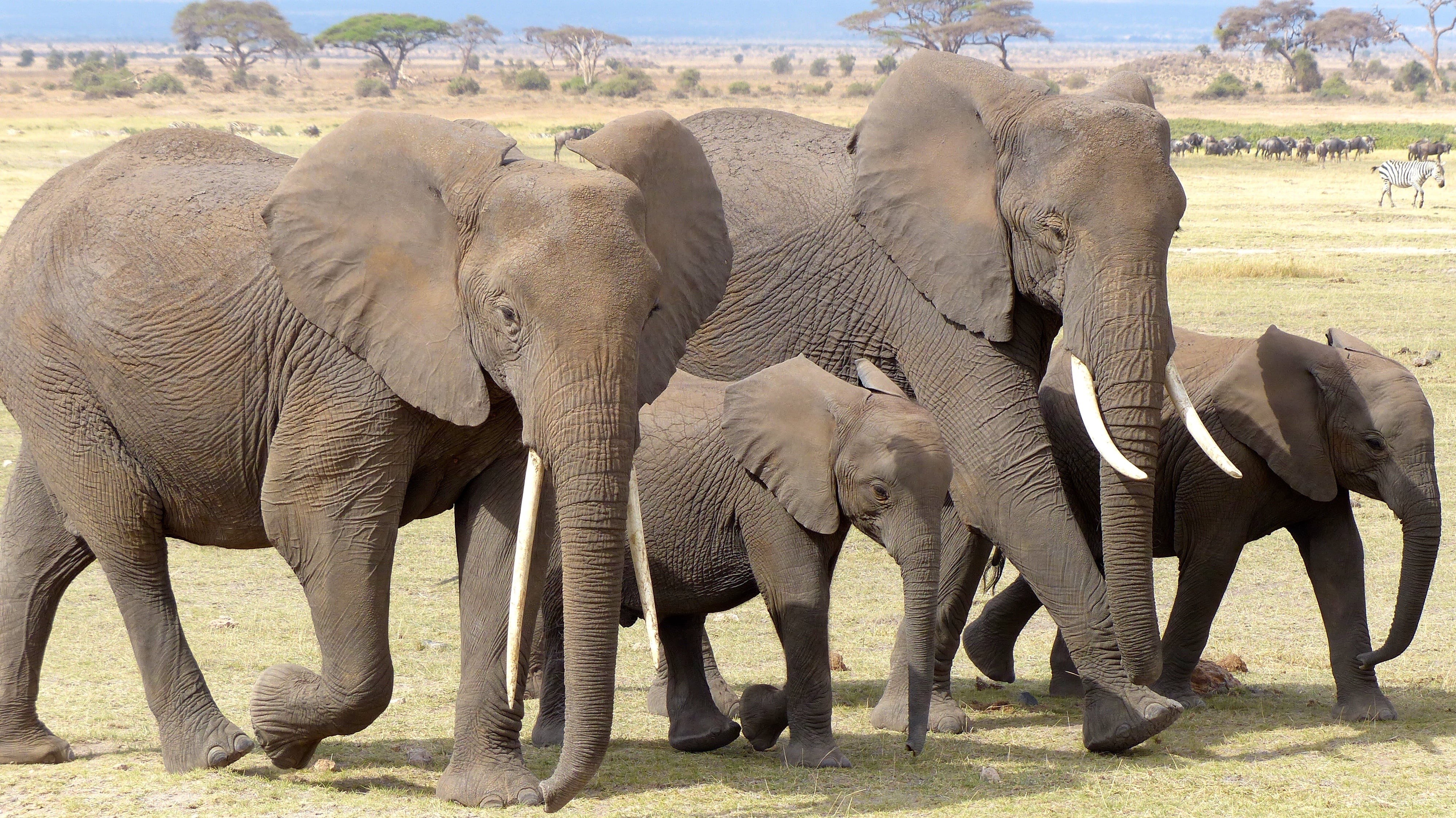 elephant, outdoors, herd, animal wildlife, animal body part, 4K, day, gray, four, elephant calf, field, sunlight, africa, animal, amboseli np, safari, HD Wallpaper