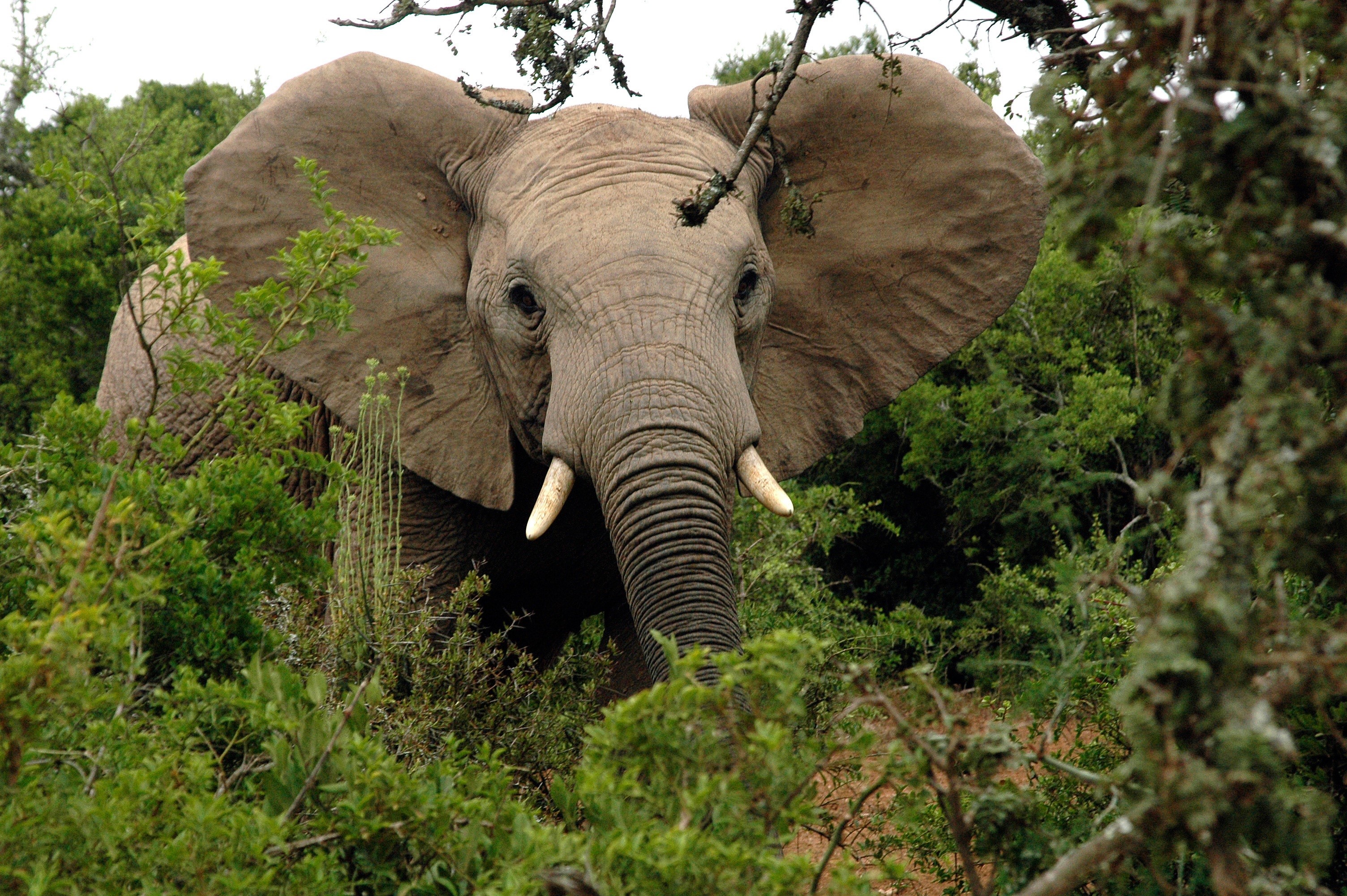 mammal, nature, tusks, african Elephant, looking at camera, trunk, safari, 2K, tree, animal wildlife, vertebrate, kenya, beside, photo, plant, animal body part, HD Wallpaper