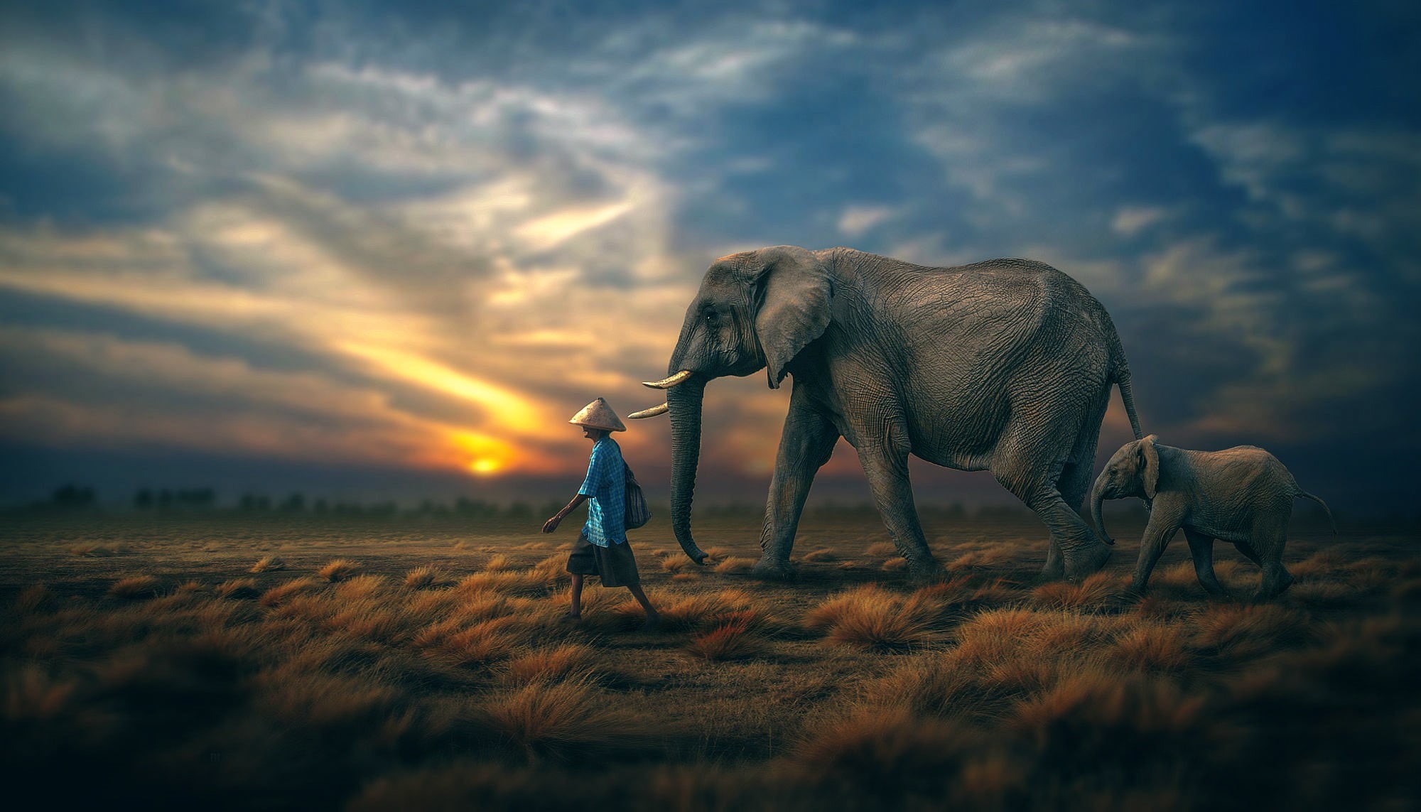 land, animals, beauty in nature, clouds, cloud - sky, grass, mammal, shorts, nature, men, one person, landscape, animal, one animal, s, vertebrate, sunset, HD Wallpaper