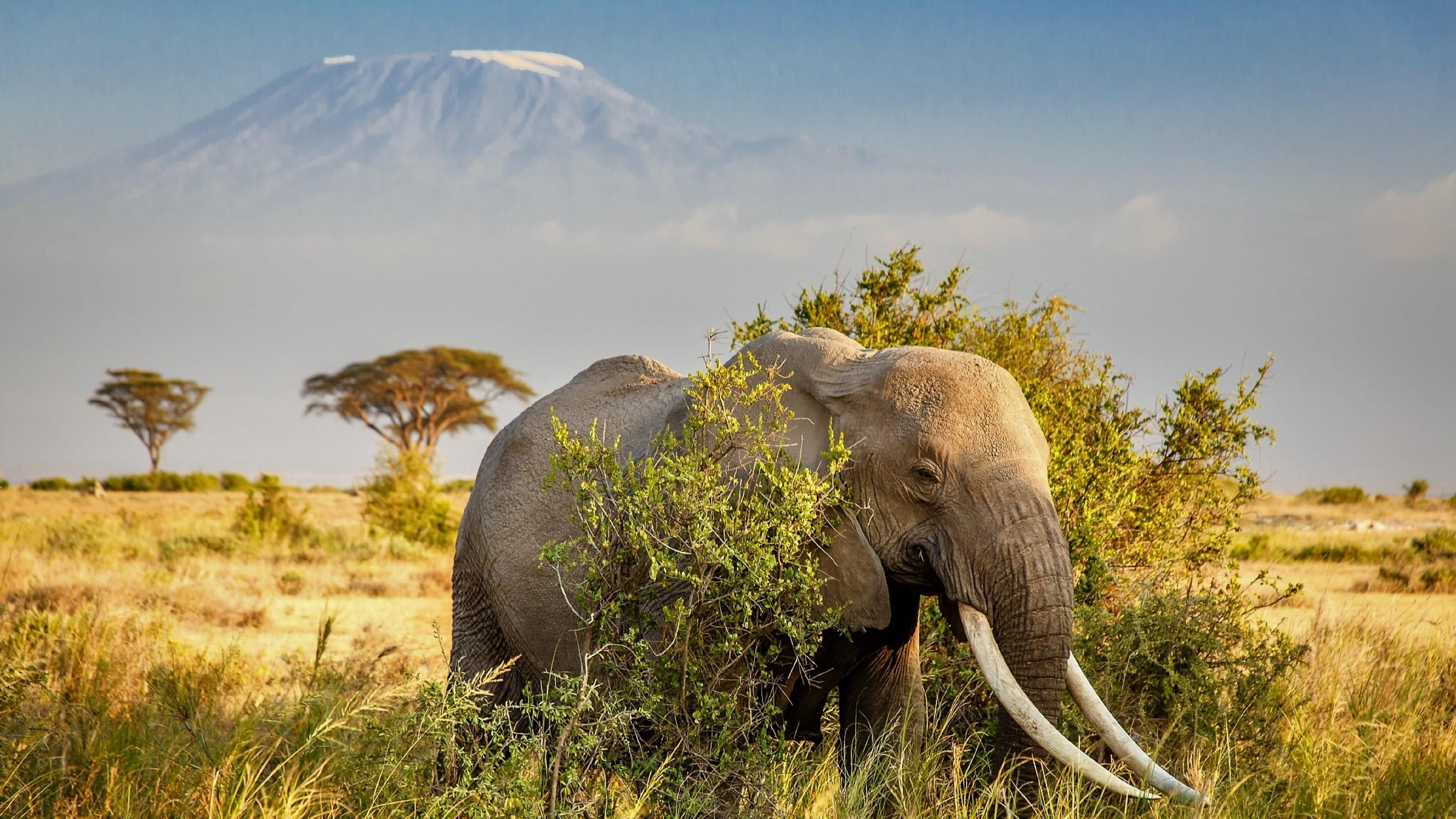 grass, african elephant, one animal, tusk, animals in the wild, kajiado, amboseli national park, outdoors, animal wildlife, grassland, animal themes, animal body part, HD Wallpaper