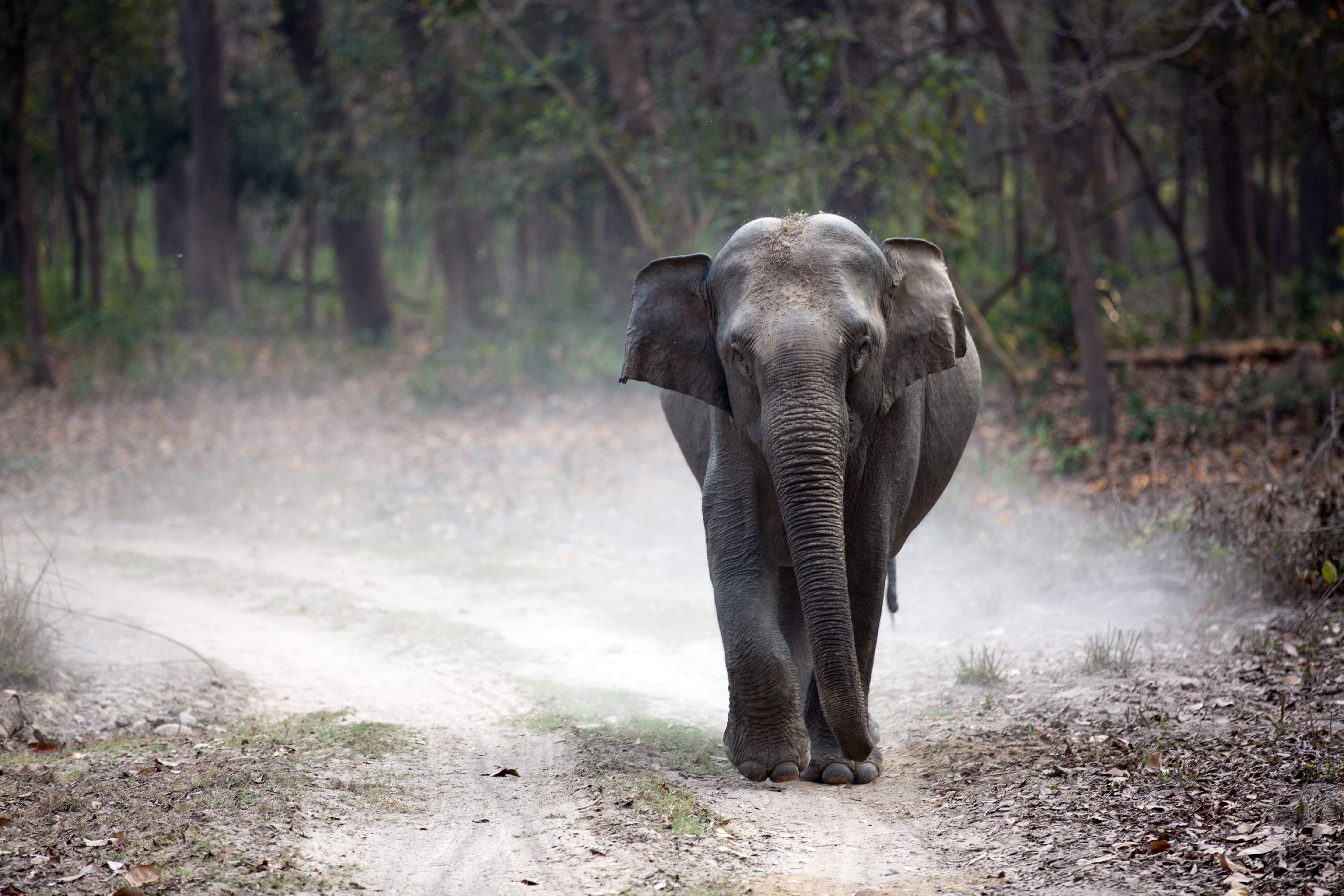 reserve, endangered, herbivore, animal wildlife, conservation, wildlife, road, jim, mammal, african elephant, no people, tusk, corbett, animals in the wild, HD Wallpaper