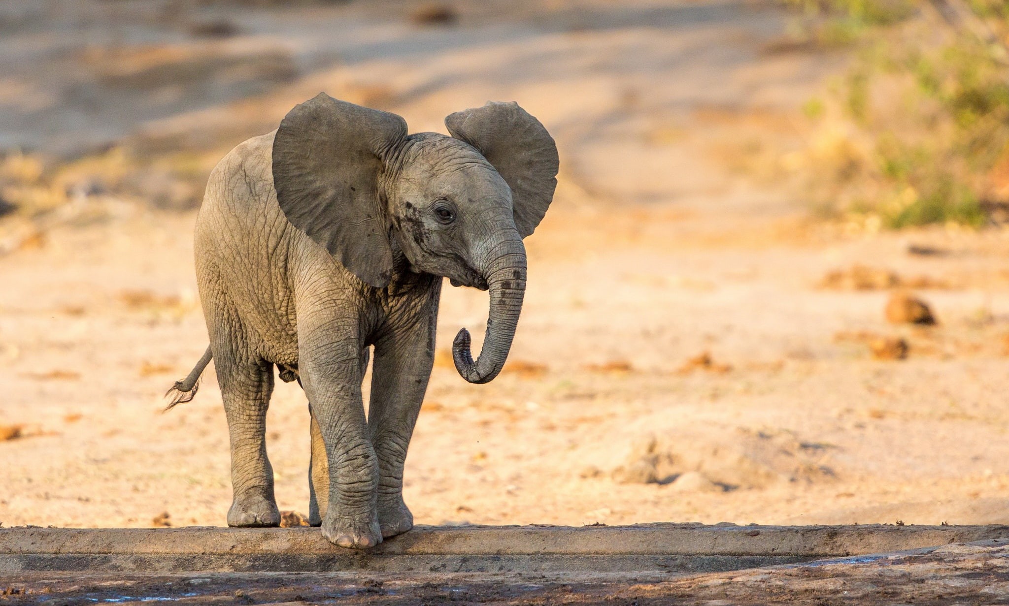 baby animals, 1080P, animals, nature, elephant, HD Wallpaper