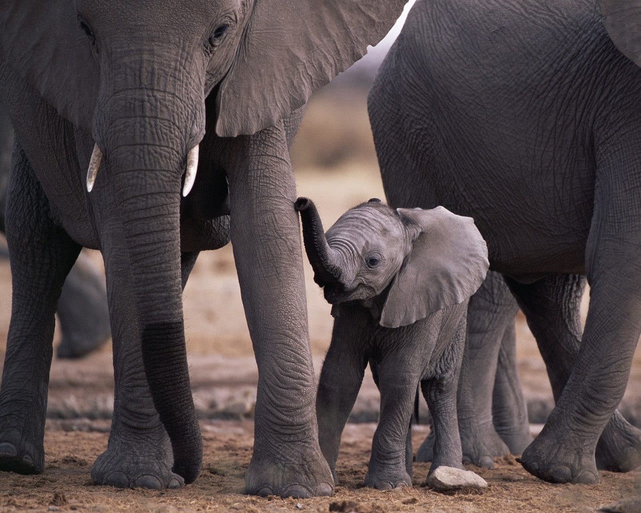 outdoors, animals in the wild, three, care, 720P, security, young animal, african elephant, group of animals, climate, day, animal themes, black, animal, HD Wallpaper