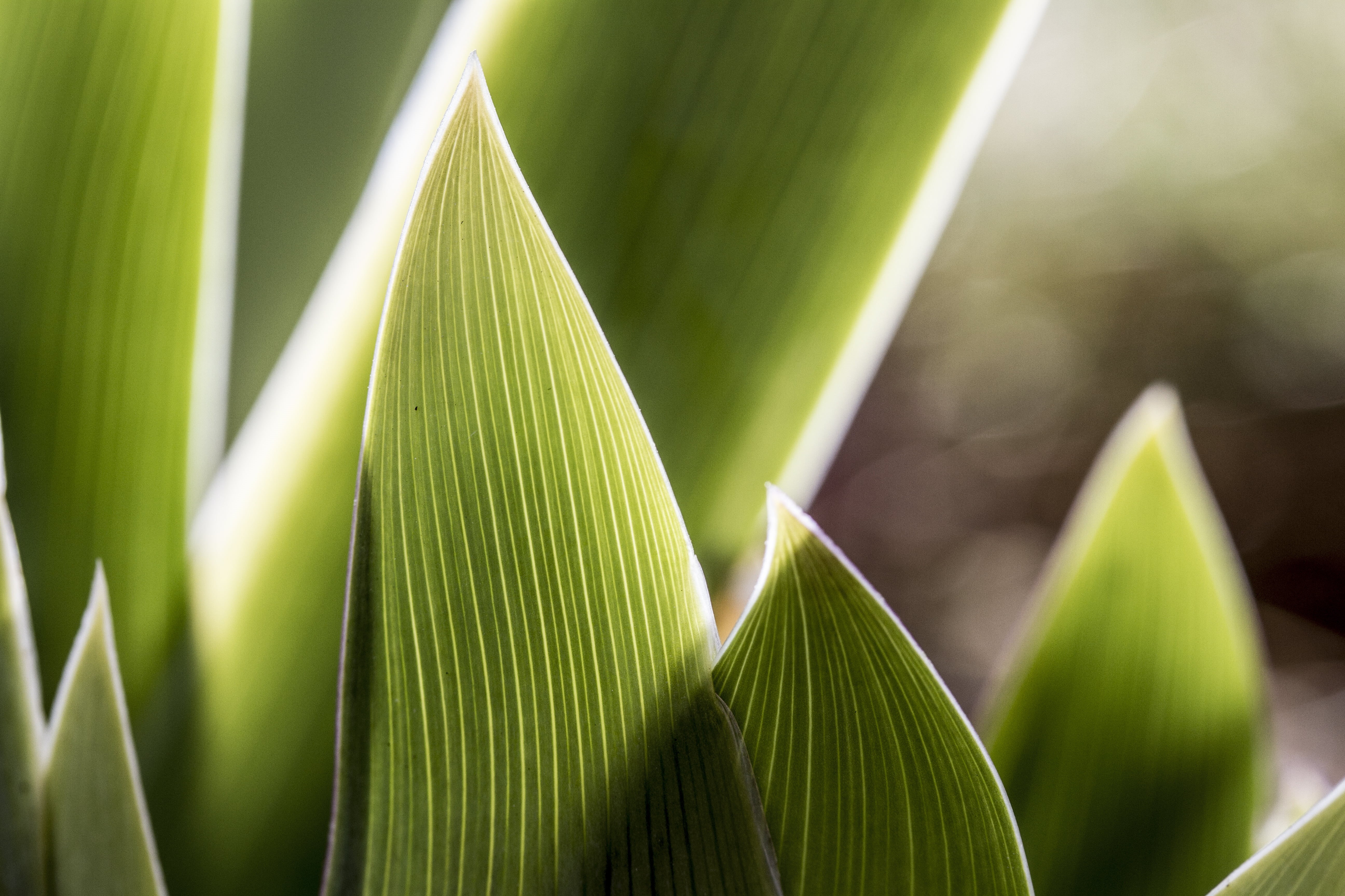 photography, Peterborough, tropical Climate, Iris 2, UK, Valentine, macro, freshness, close up photography, leaf, growth, nature, close-up, green Color, HD Wallpaper