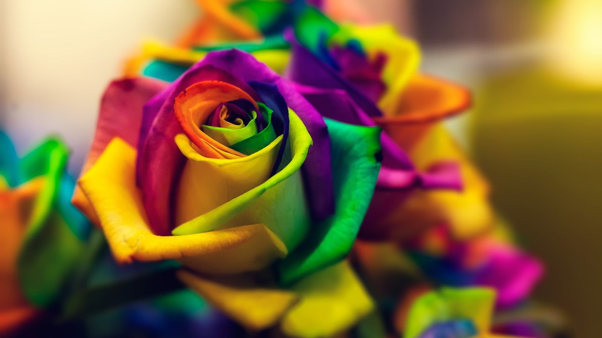 rose - flower, flowers, closed, backgrounds, vulnerability, colorful, 1080P, celebration, multicolored, colors, vibrant Color, petal, nature, rose, inflorescence, HD Wallpaper