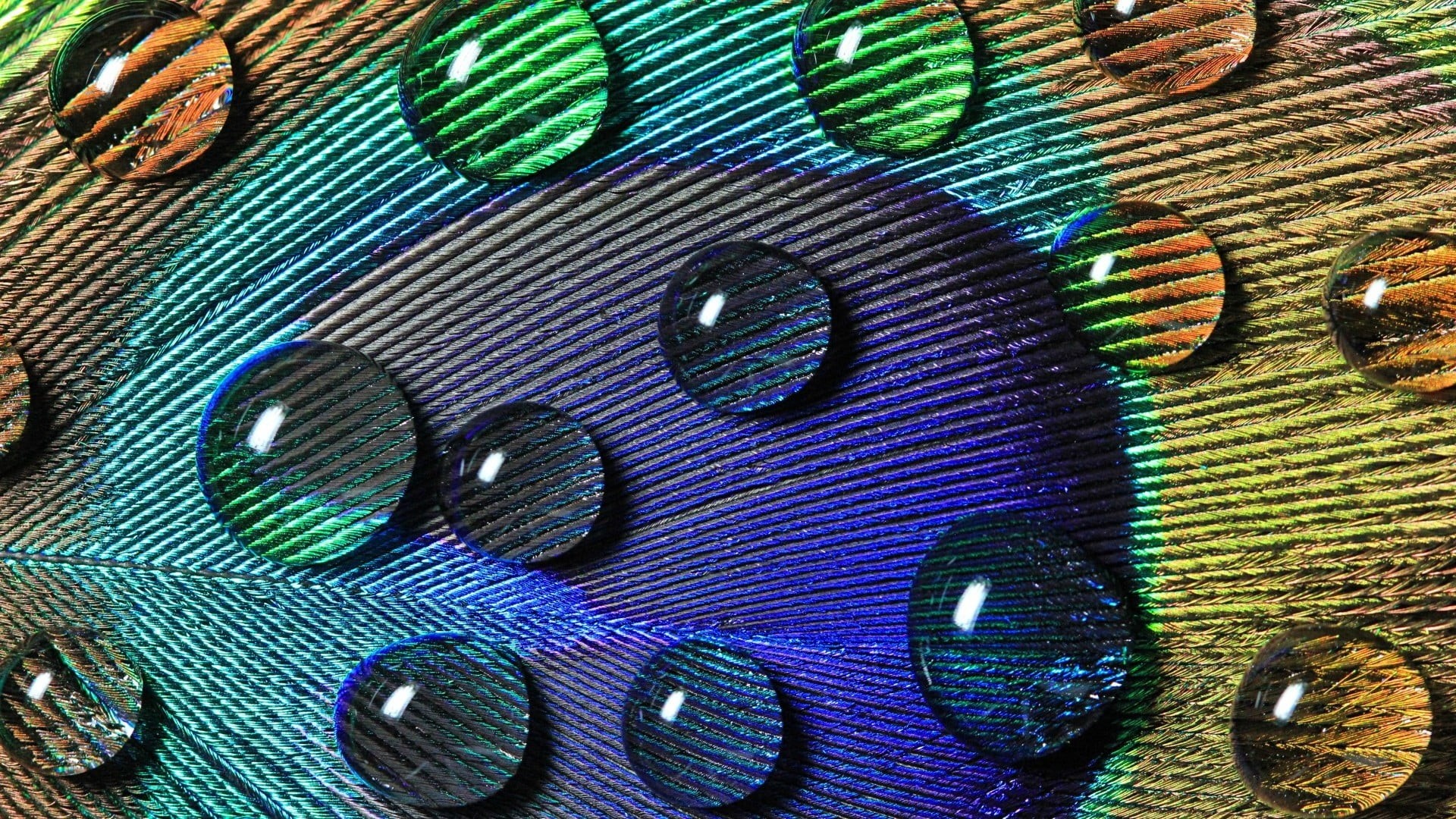 water, pattern, animal themes, bird, blue, softness, vertebrate, textured, green color, still life, animal, colorful, animal wildlife, close-up, closeup, HD Wallpaper