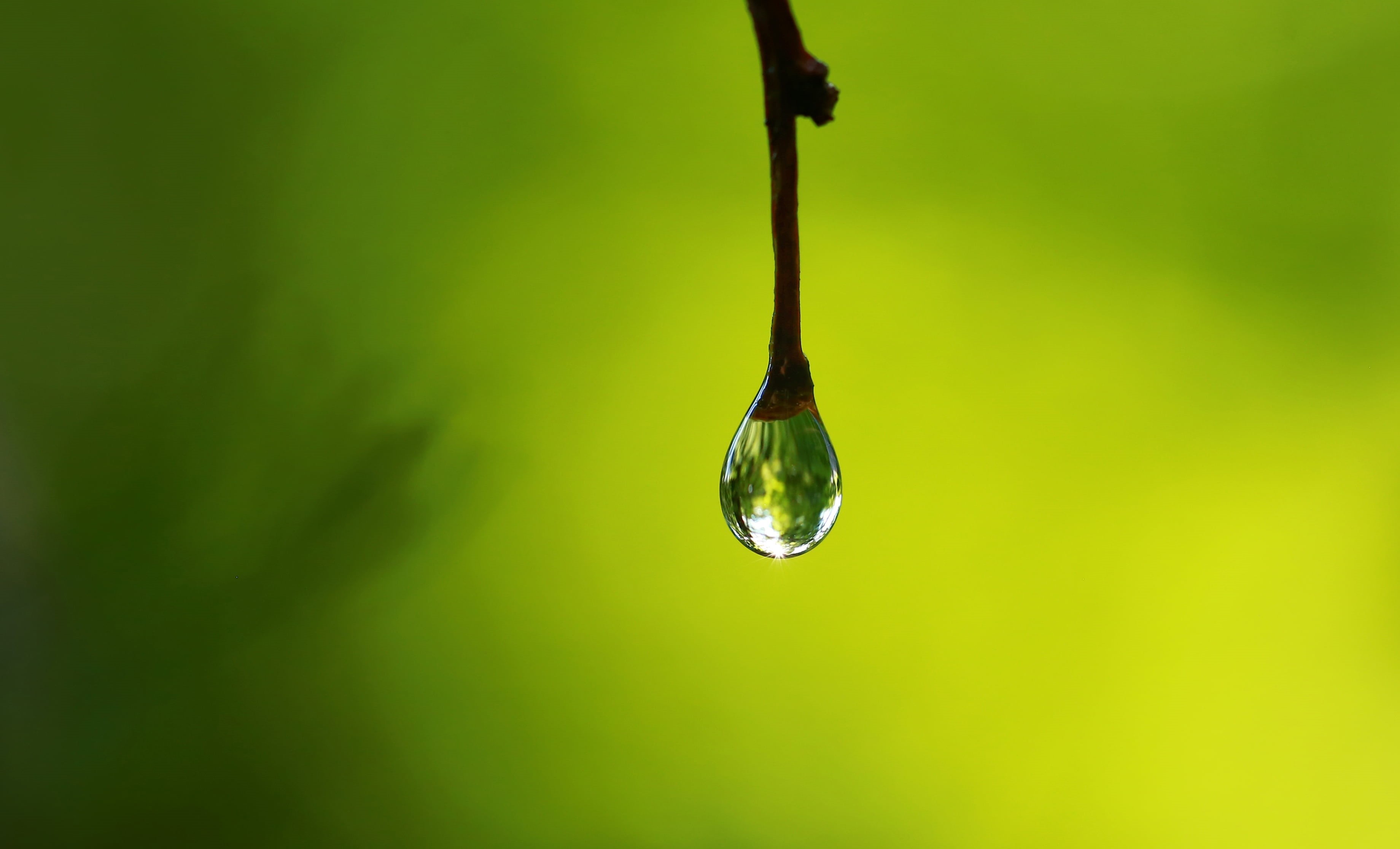 USM, Canon EF, Makro, micro, dew, environment, raindrop, Natur, water drop, drop, green Color, close-up, liquid, bokeh, Macro, 2K, f/2, rain, outdoor, HD Wallpaper