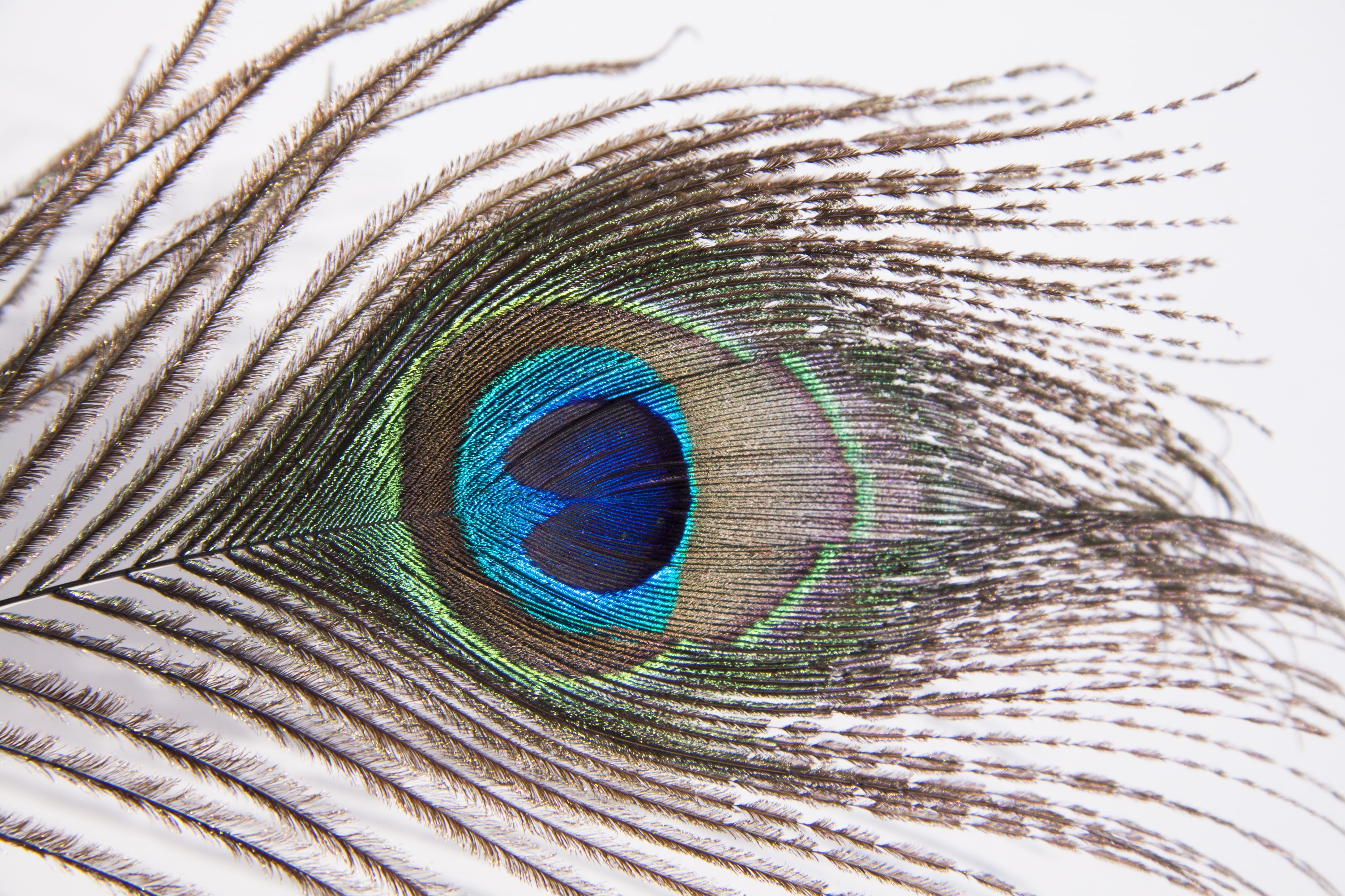 decoration, colorful, studio shot, peacock, no people, iridescent, beauty in nature, human eye, wildlife, bird feather, pattern, fragility, nature, feather, HD Wallpaper