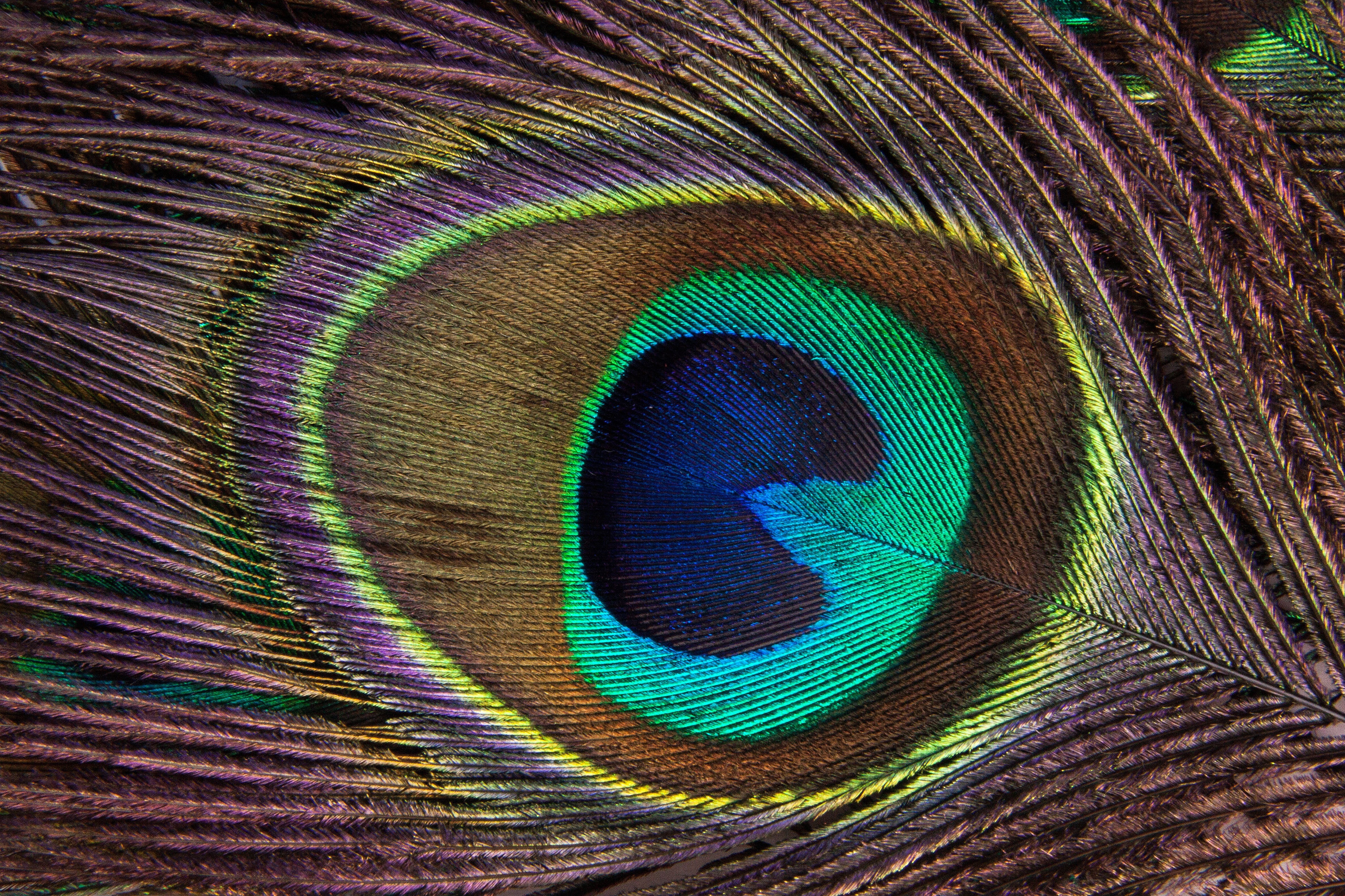 upper deck feather tail, visual ornament, multi colored, beauty in nature, textured effect, vulnerability, pavo cristatus, fund, peacock, symbol of wealth, HD Wallpaper