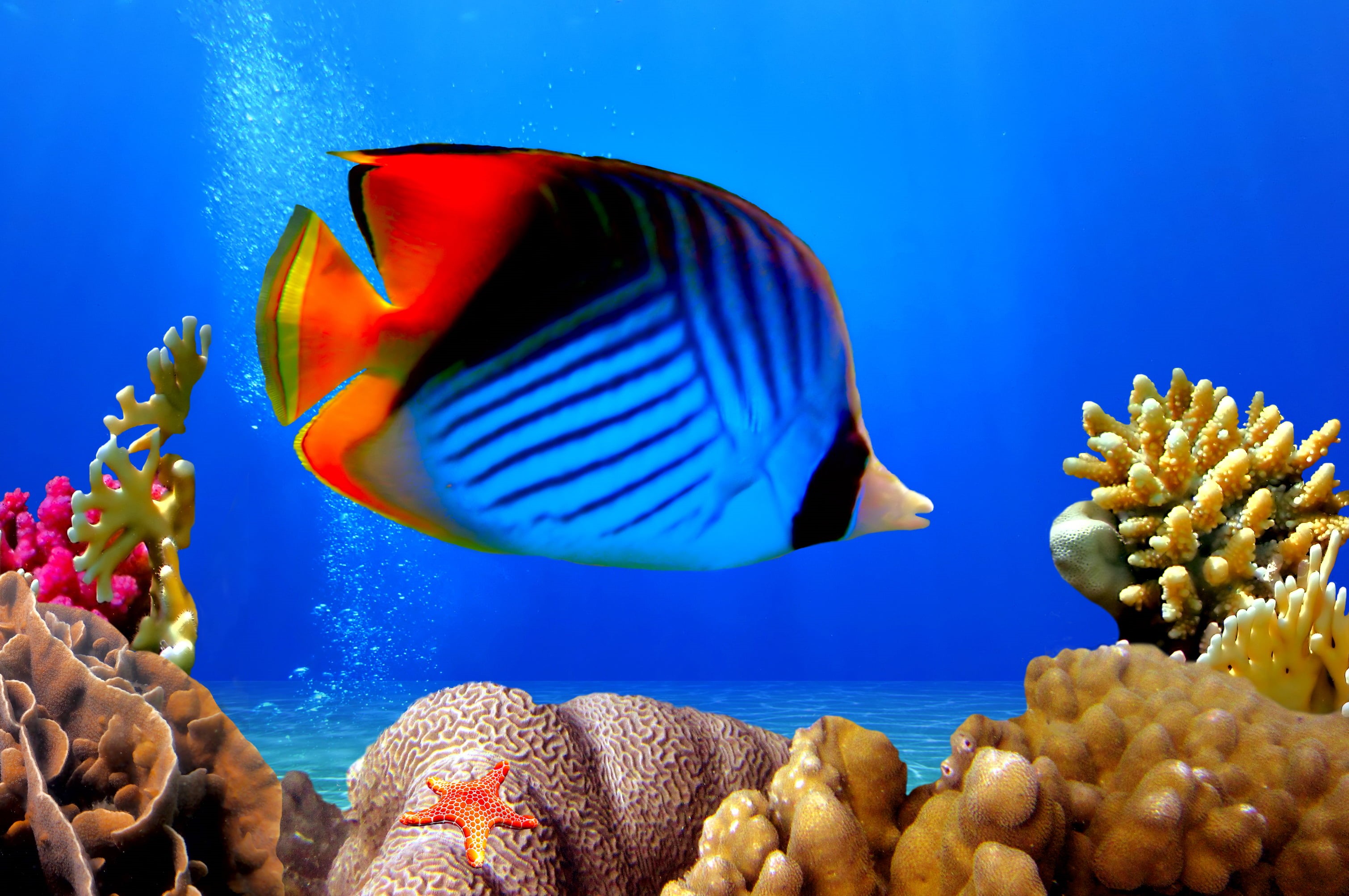 no people, 2K, underwater world, fish, red, vertebrate, anemonefish, coral reef, marine, animal, animals in captivity, blue, fishes, ocean, water, sea Life, HD Wallpaper